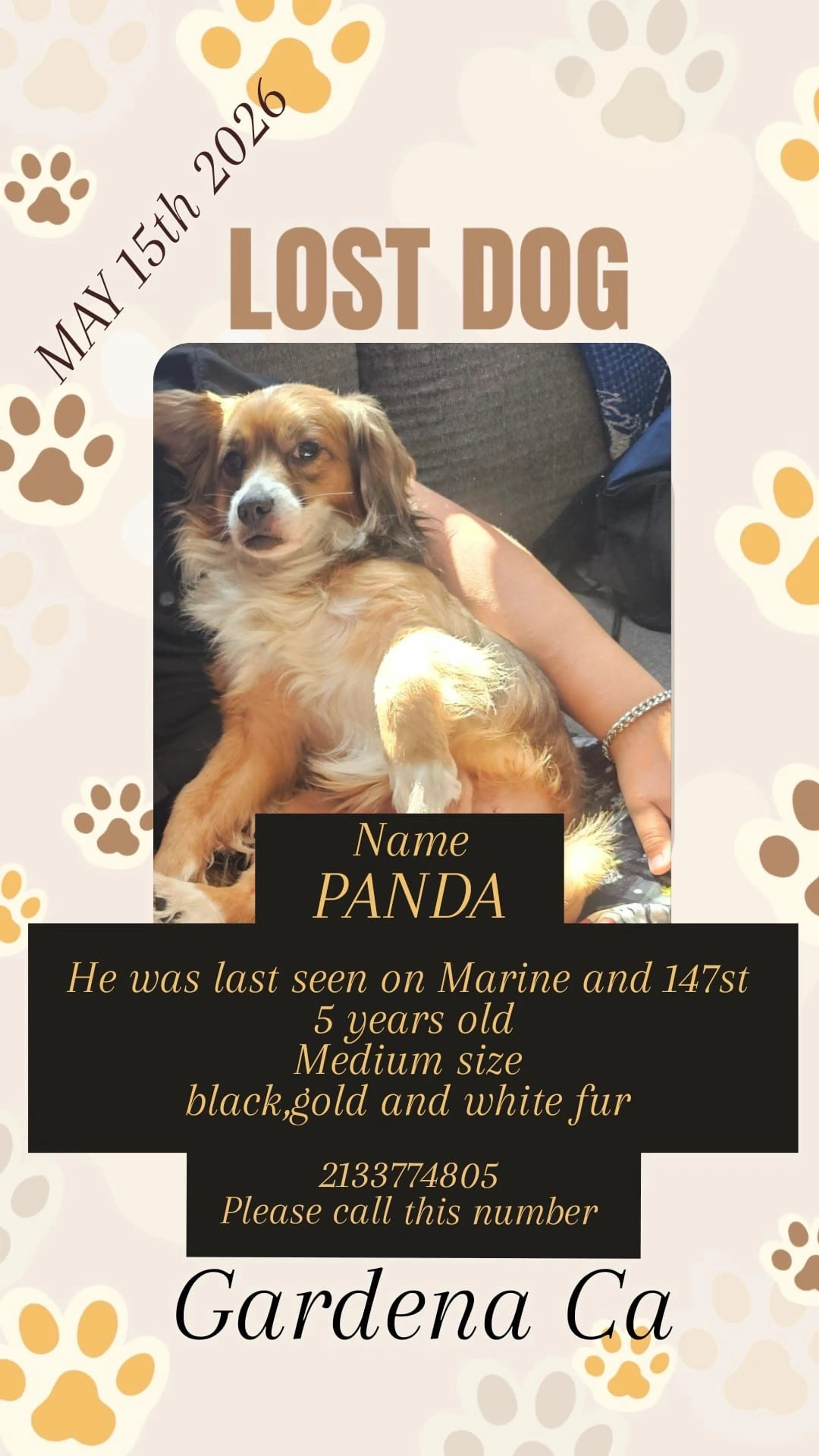 Lost pet