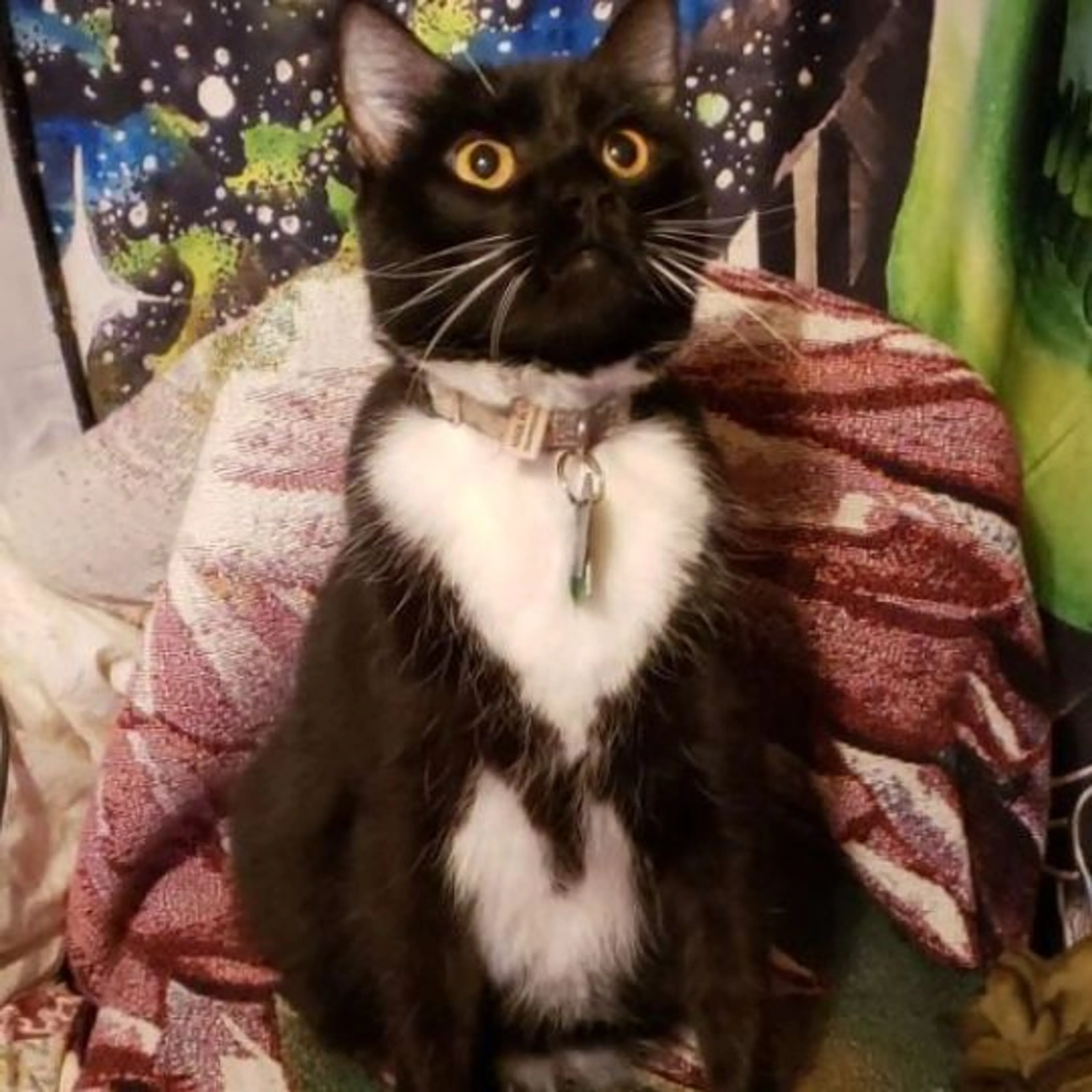 Lost pet-0