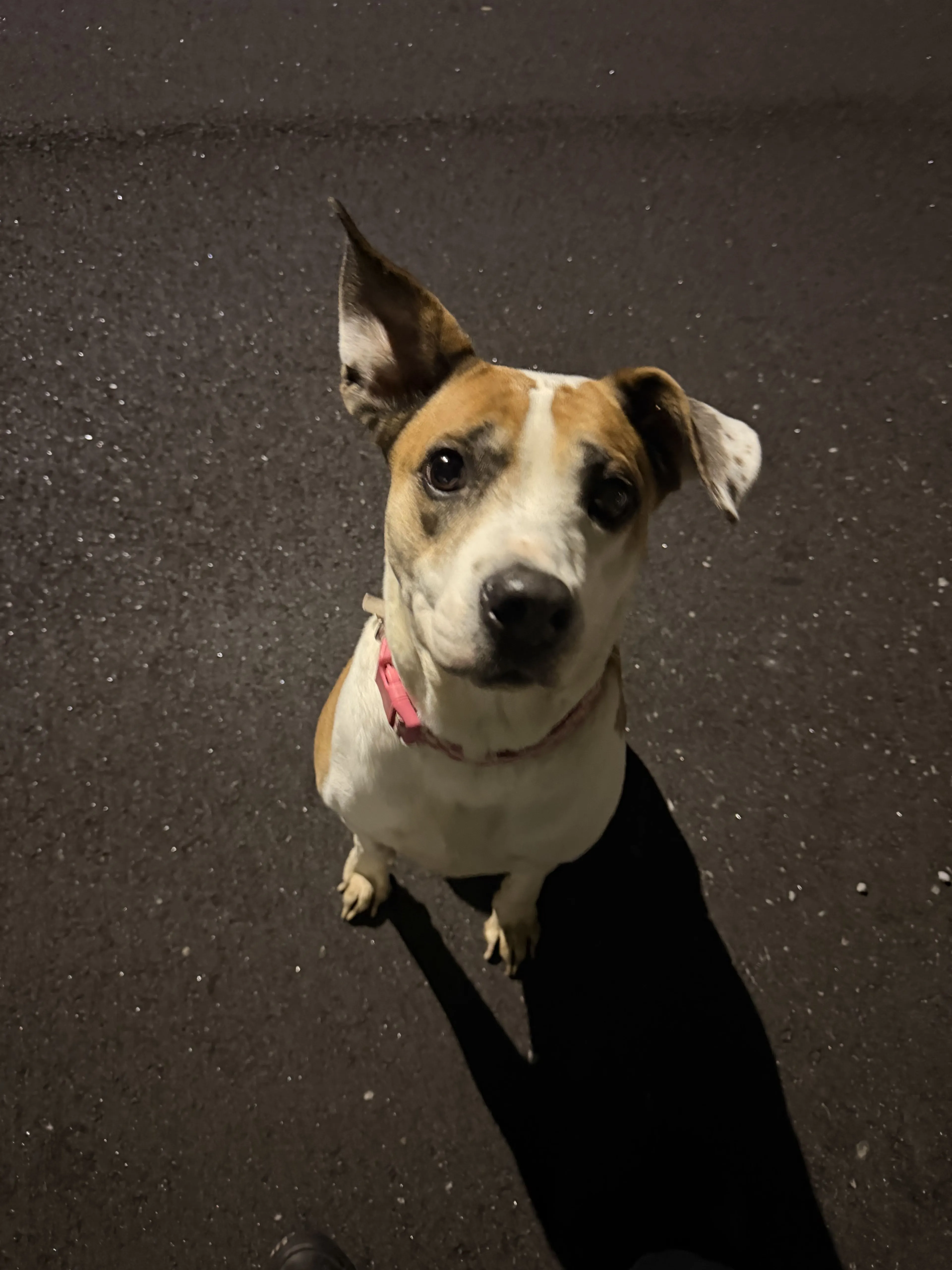 Lost pet-1