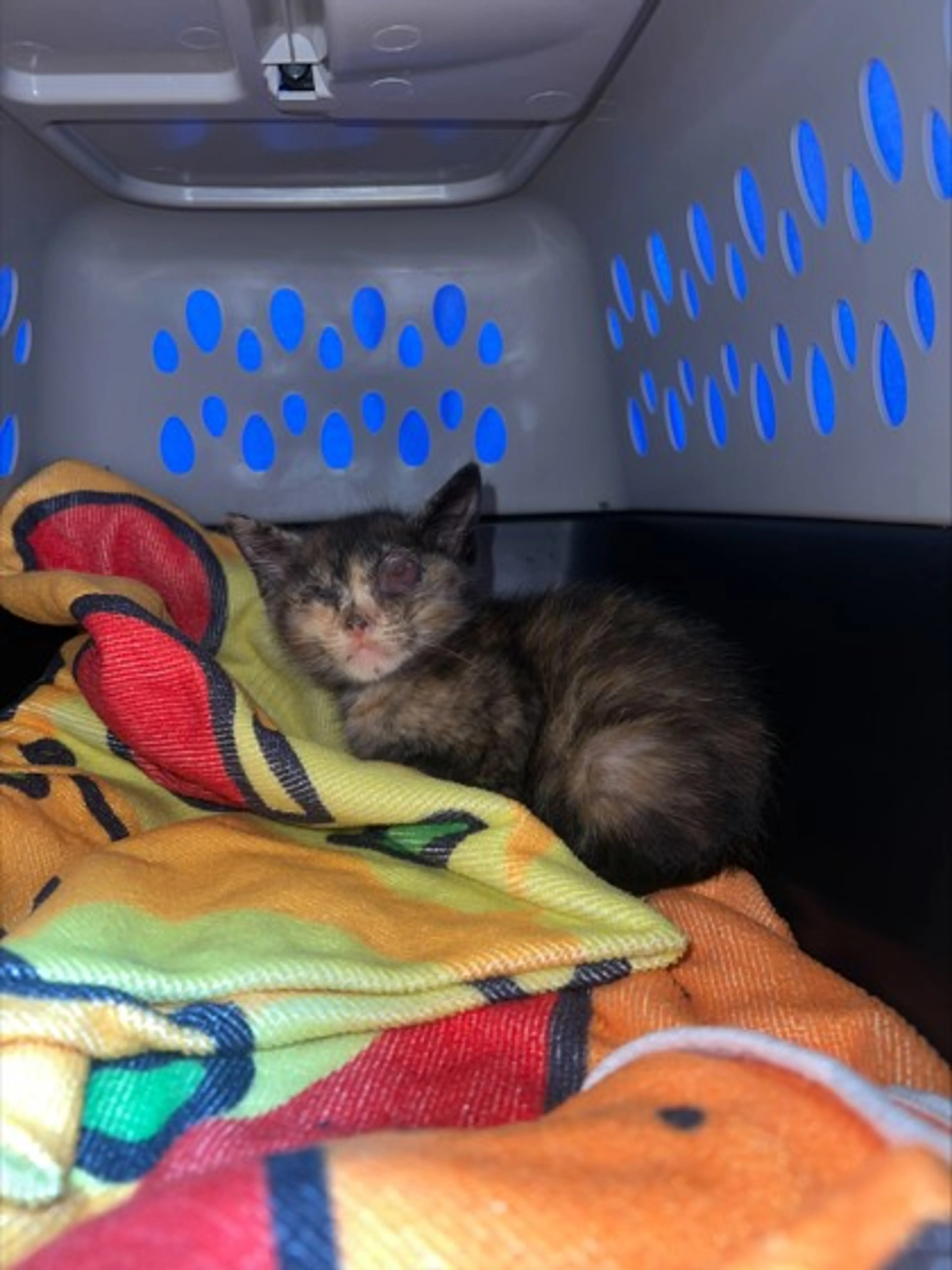 Found pet