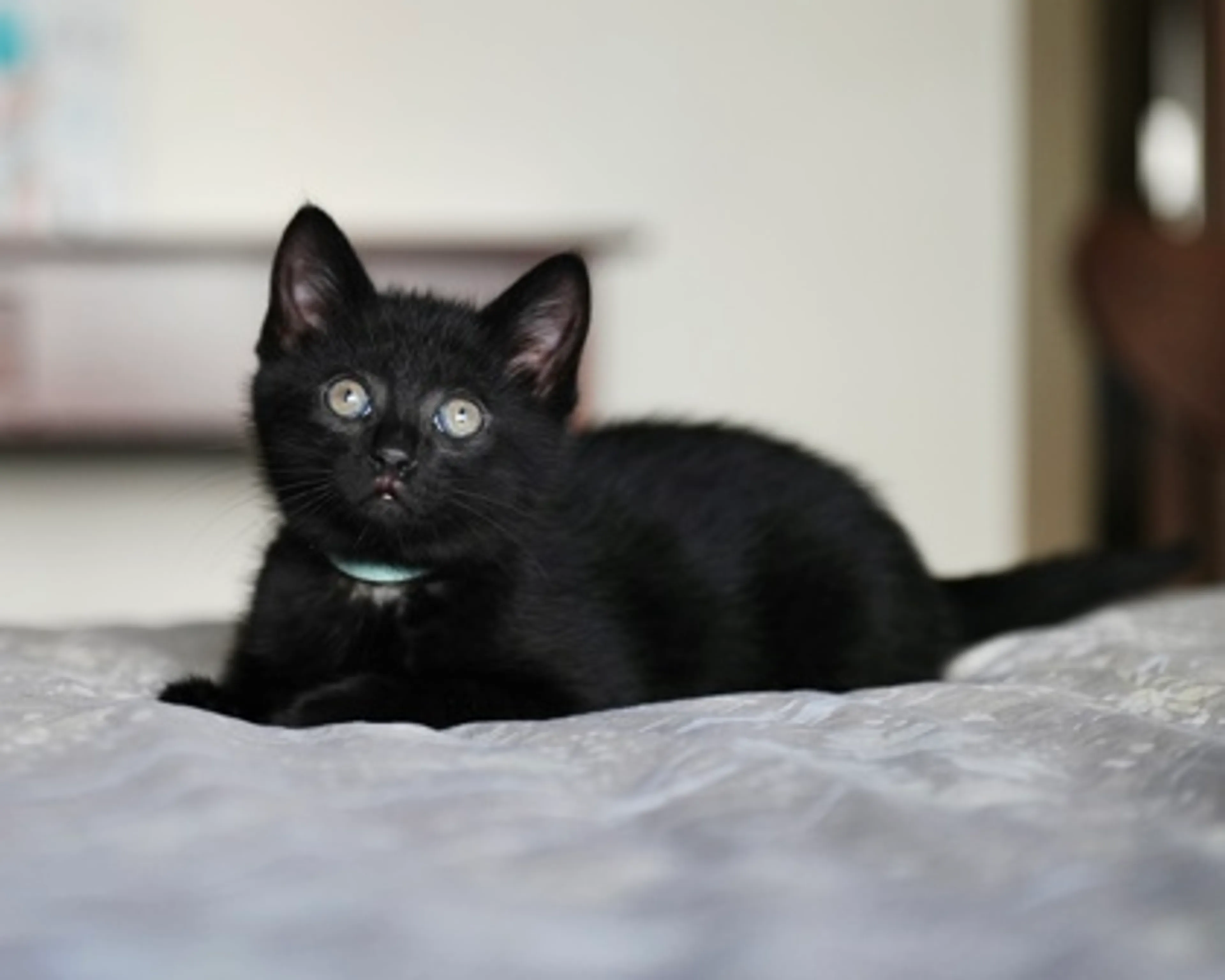 Found pet-1