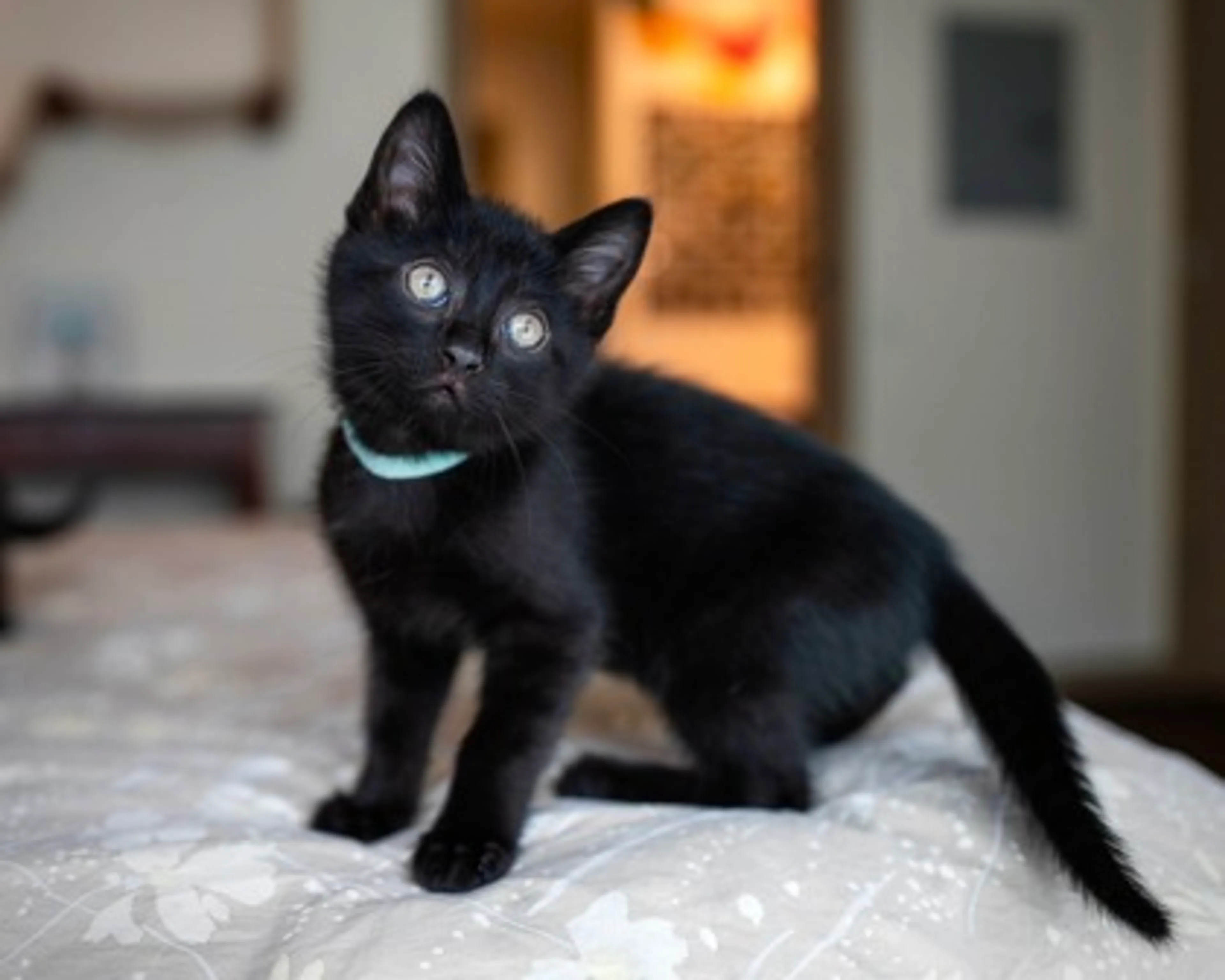 Found pet-0