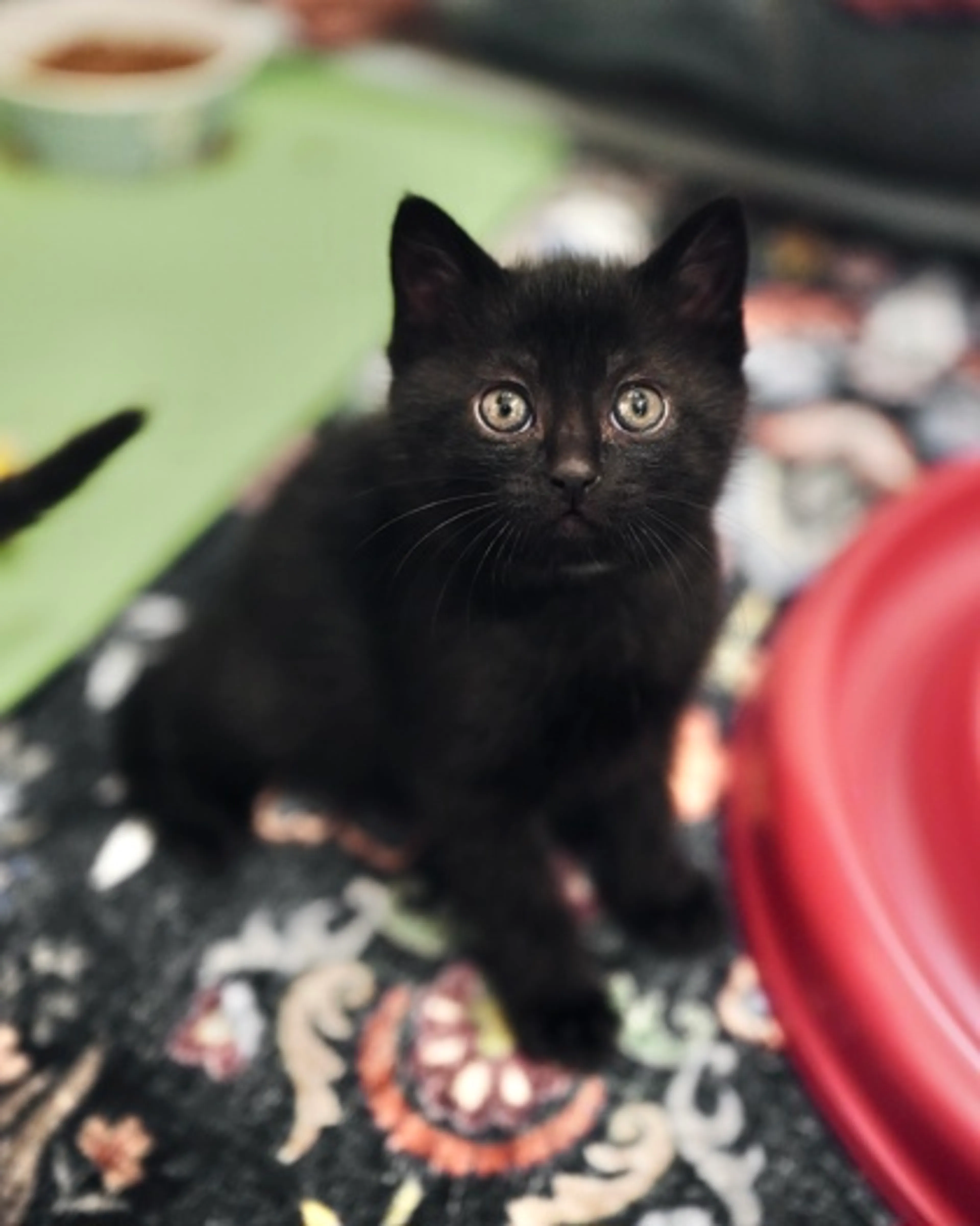 Found pet-2