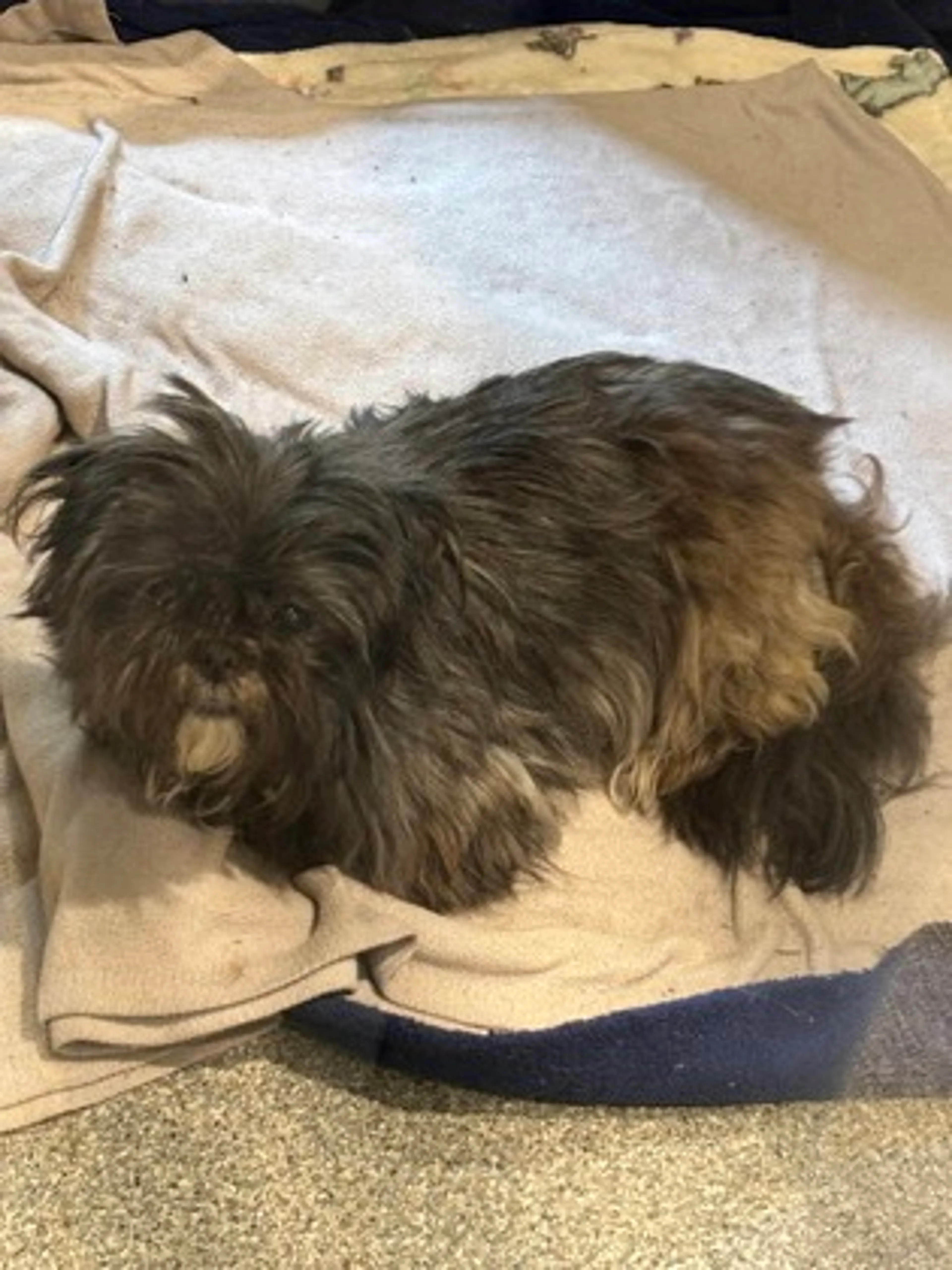 Found pet