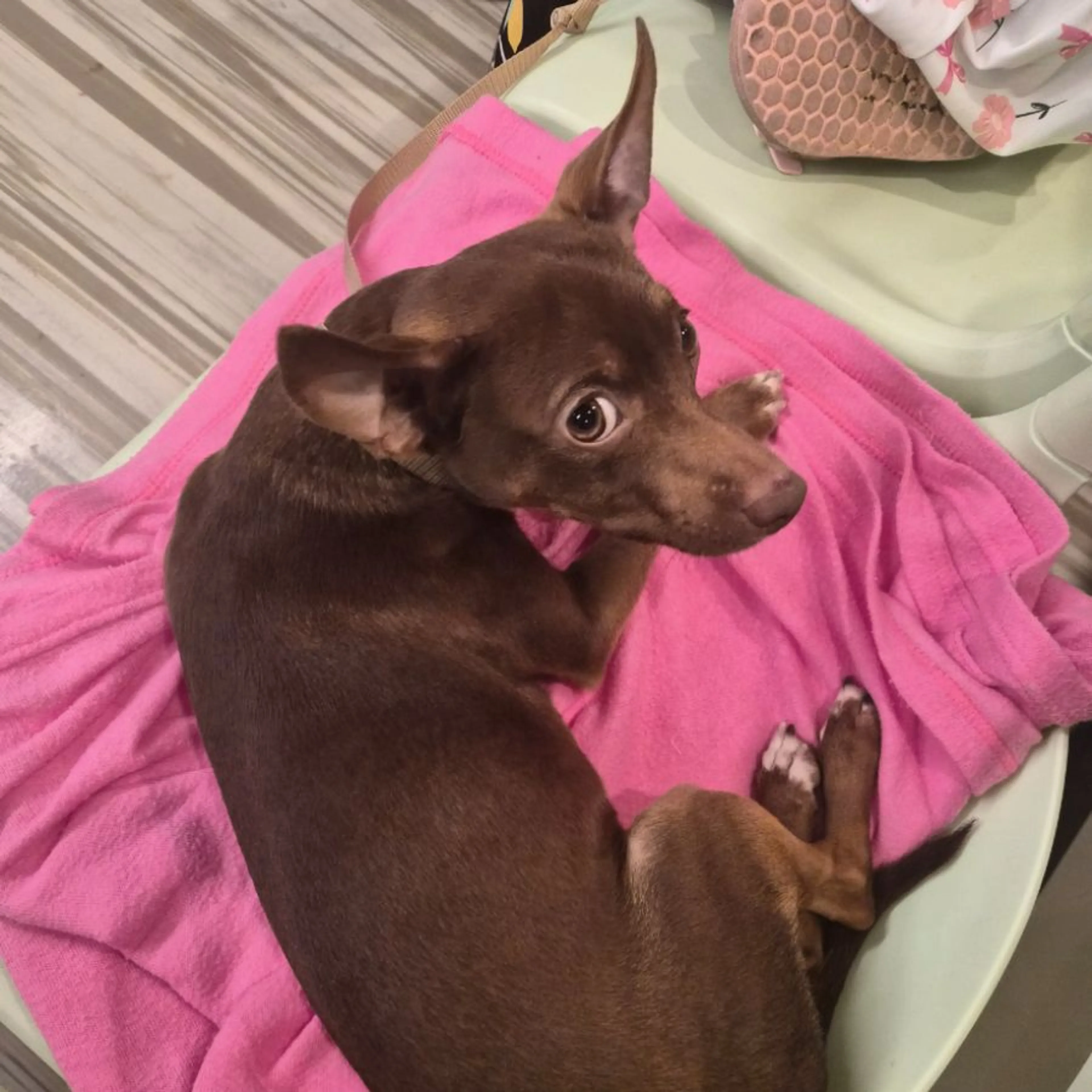 Found pet