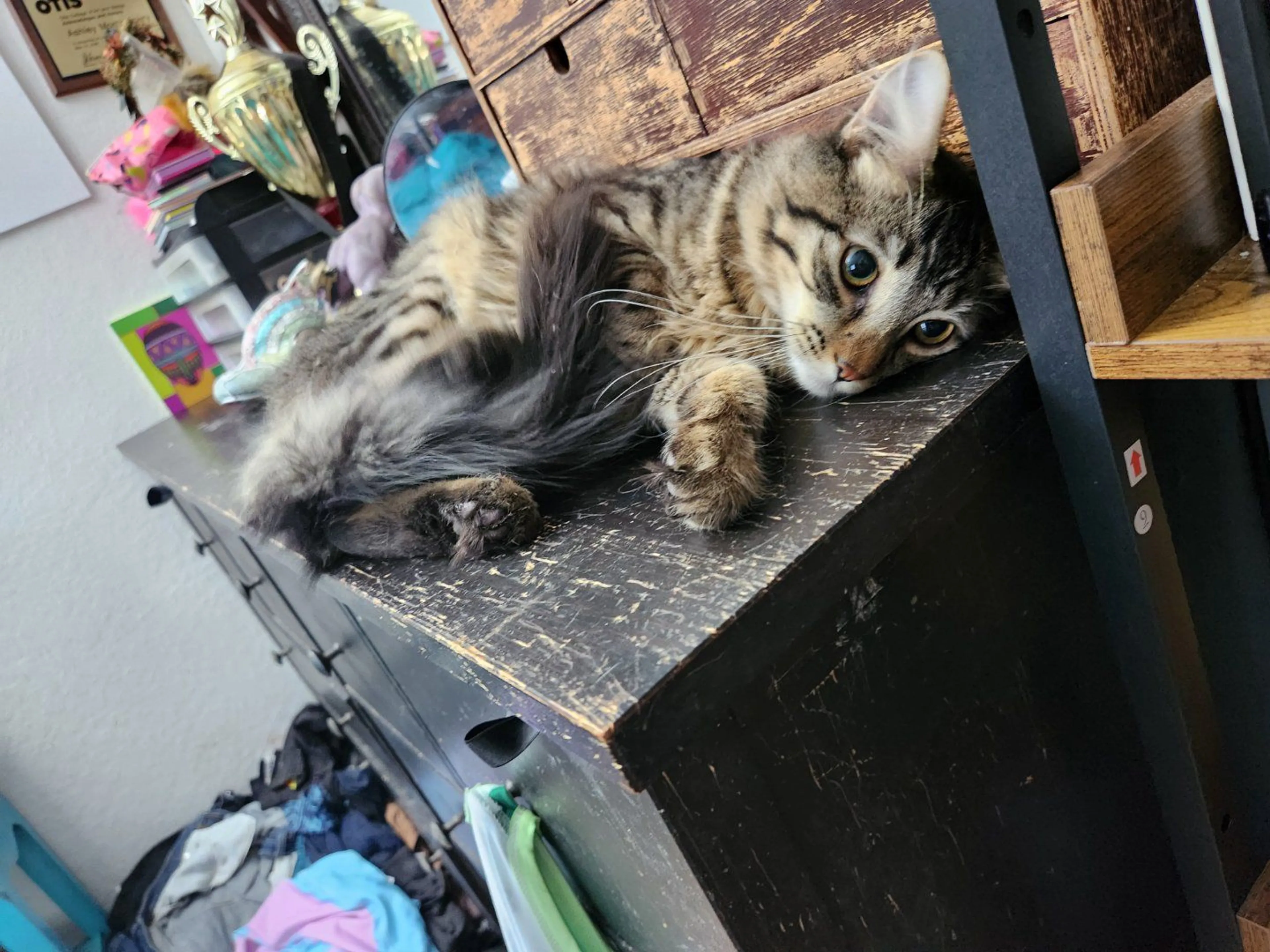 Lost pet-1
