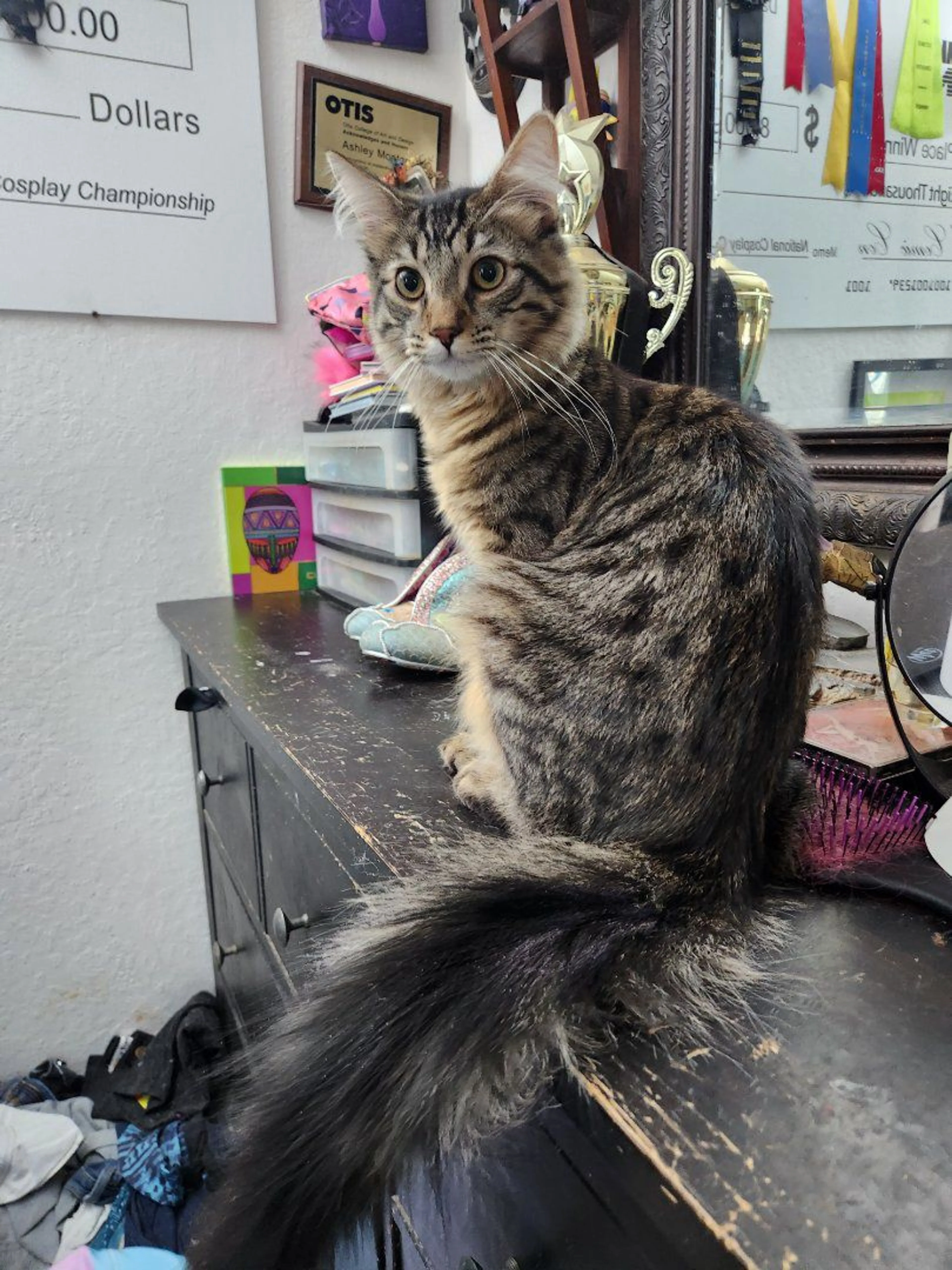 Lost pet-0