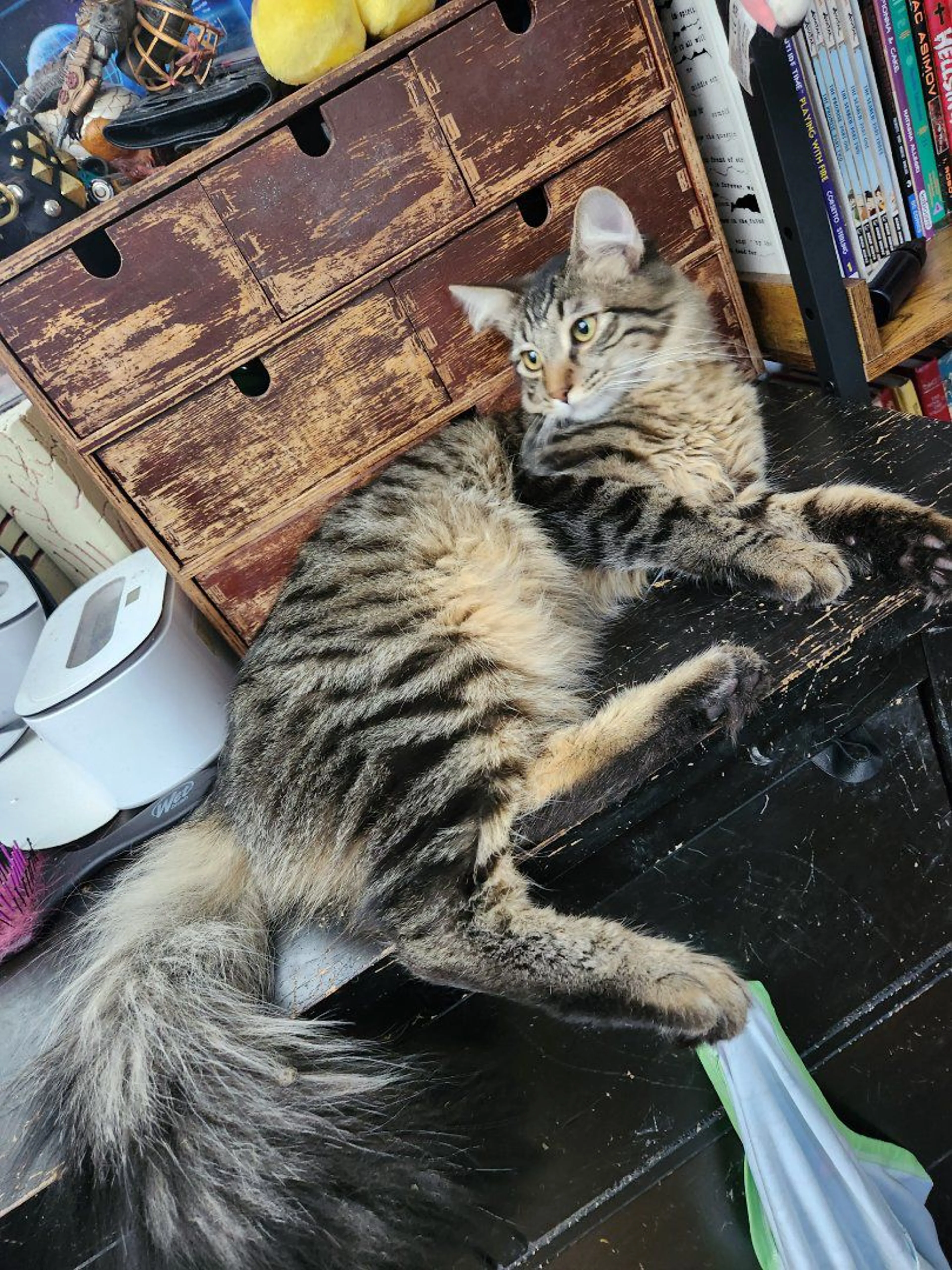 Lost pet-3