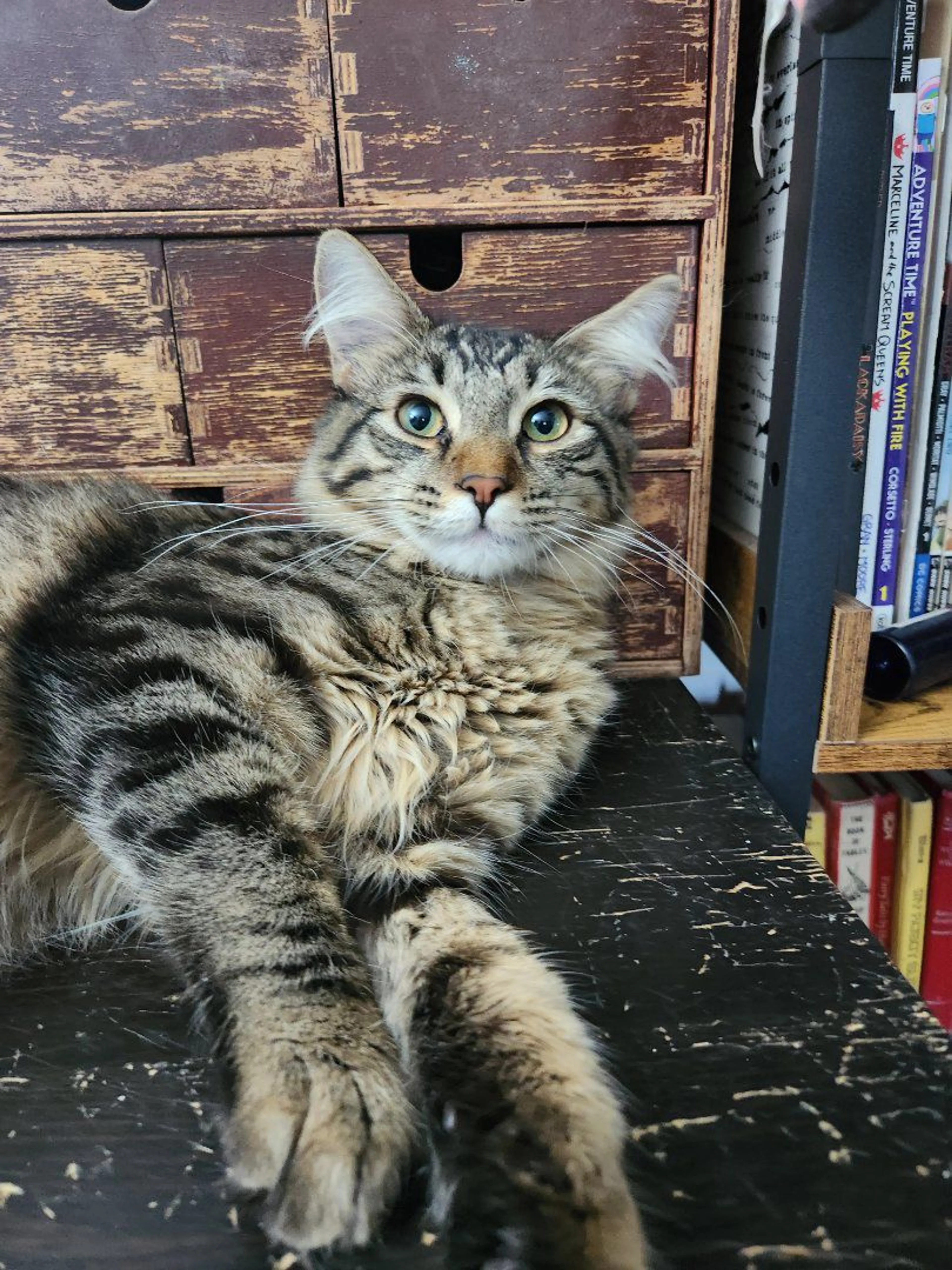 Lost pet-4