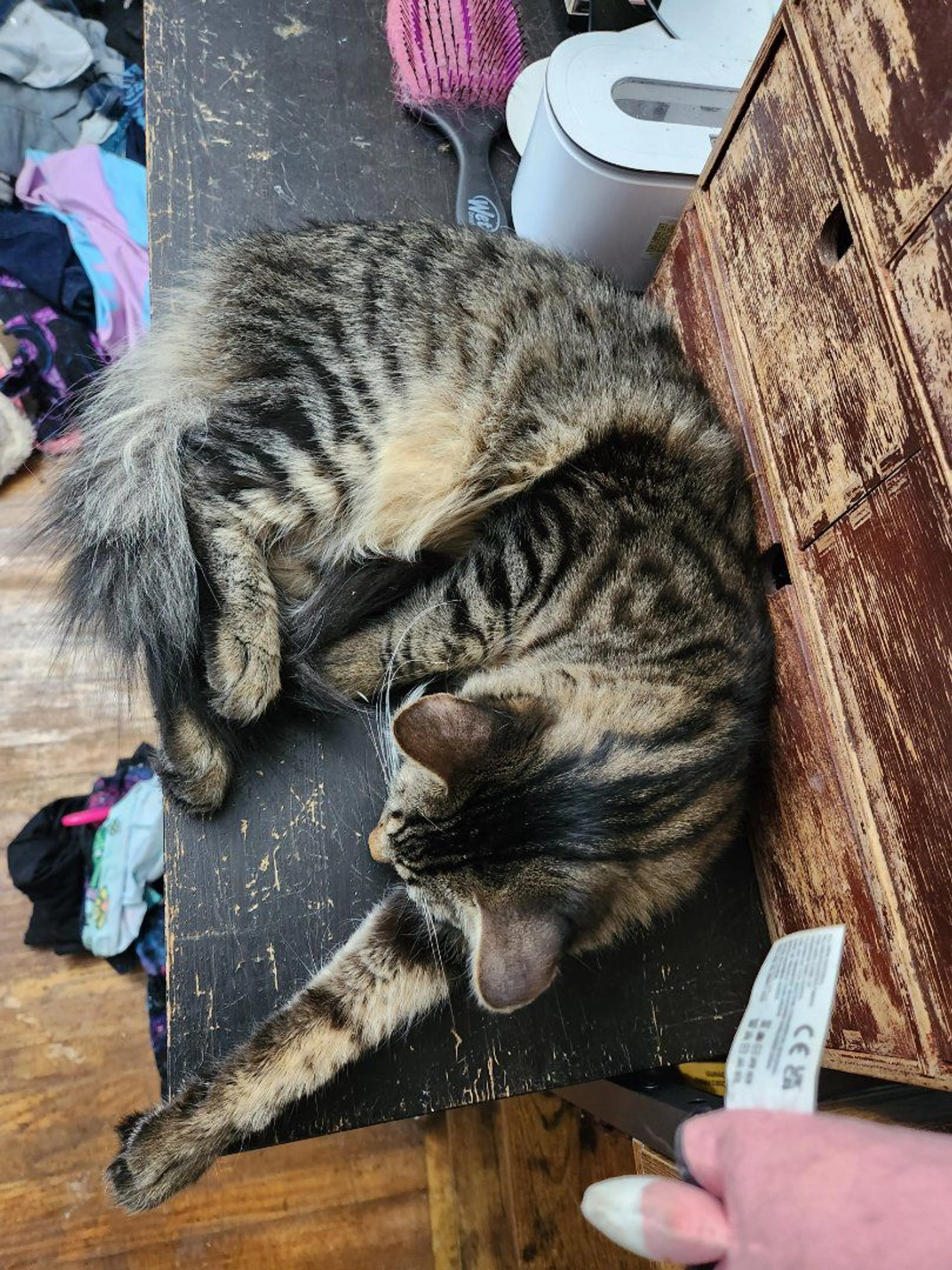 Lost pet-2