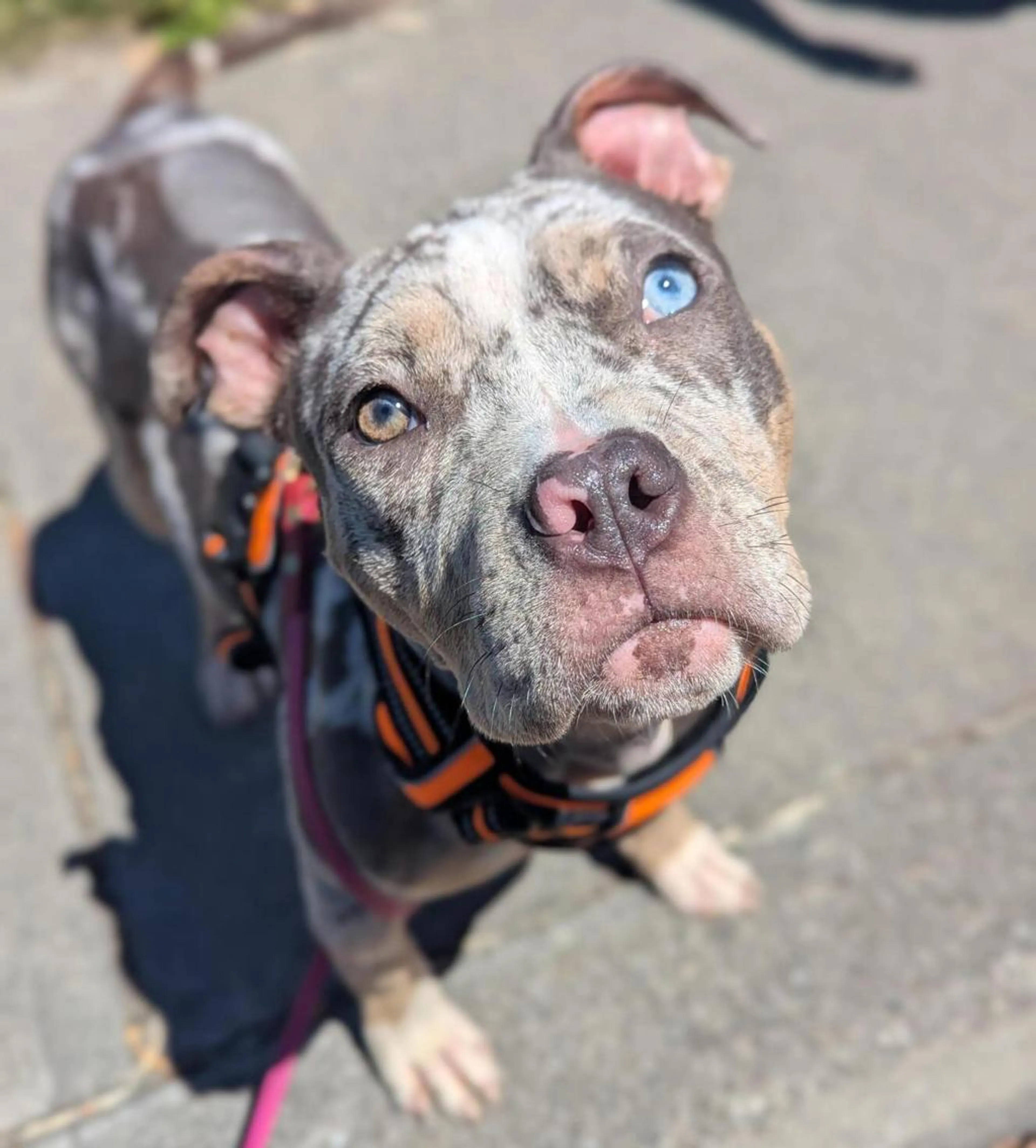 Found pet-1