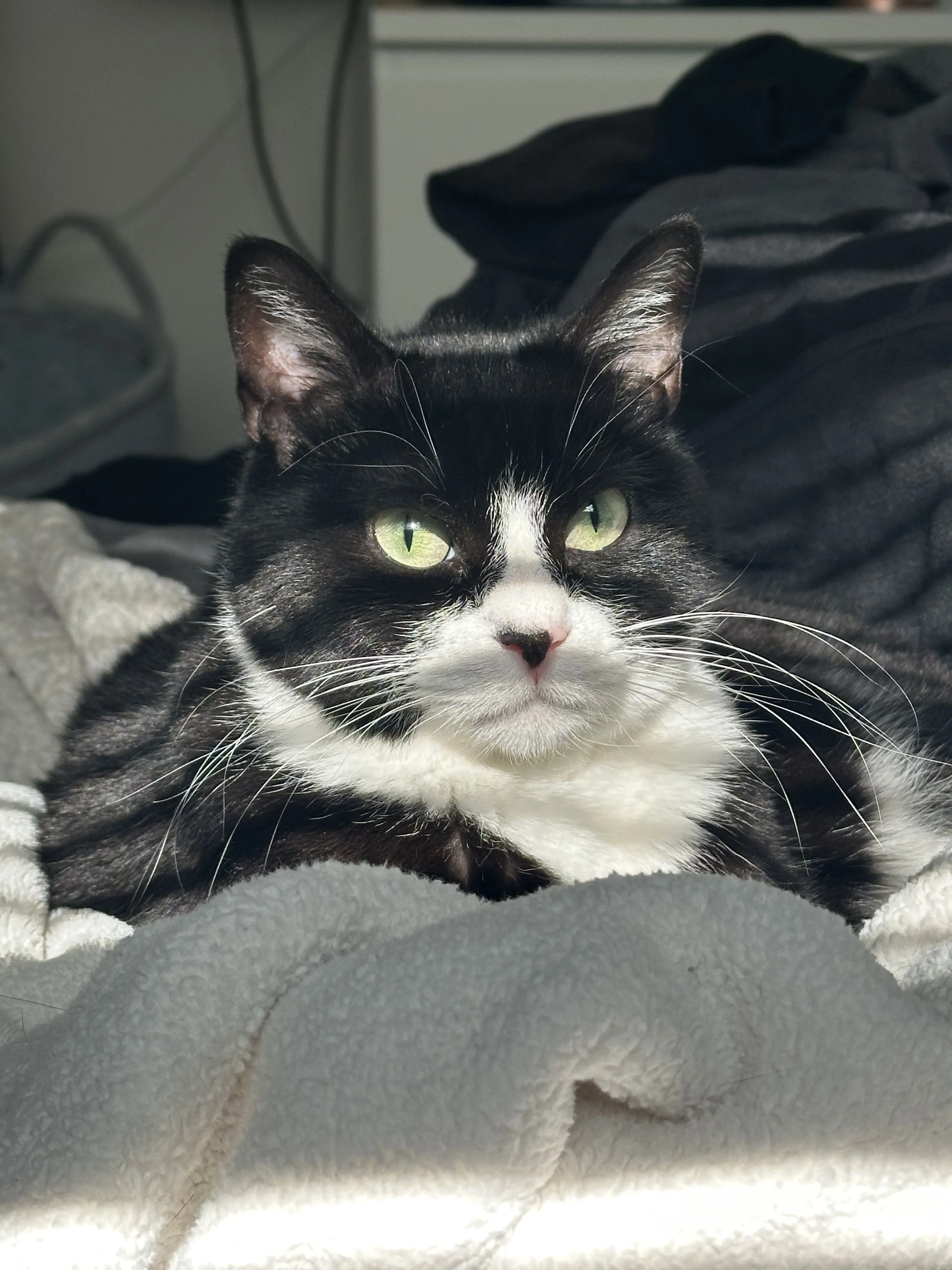 Lost pet-2