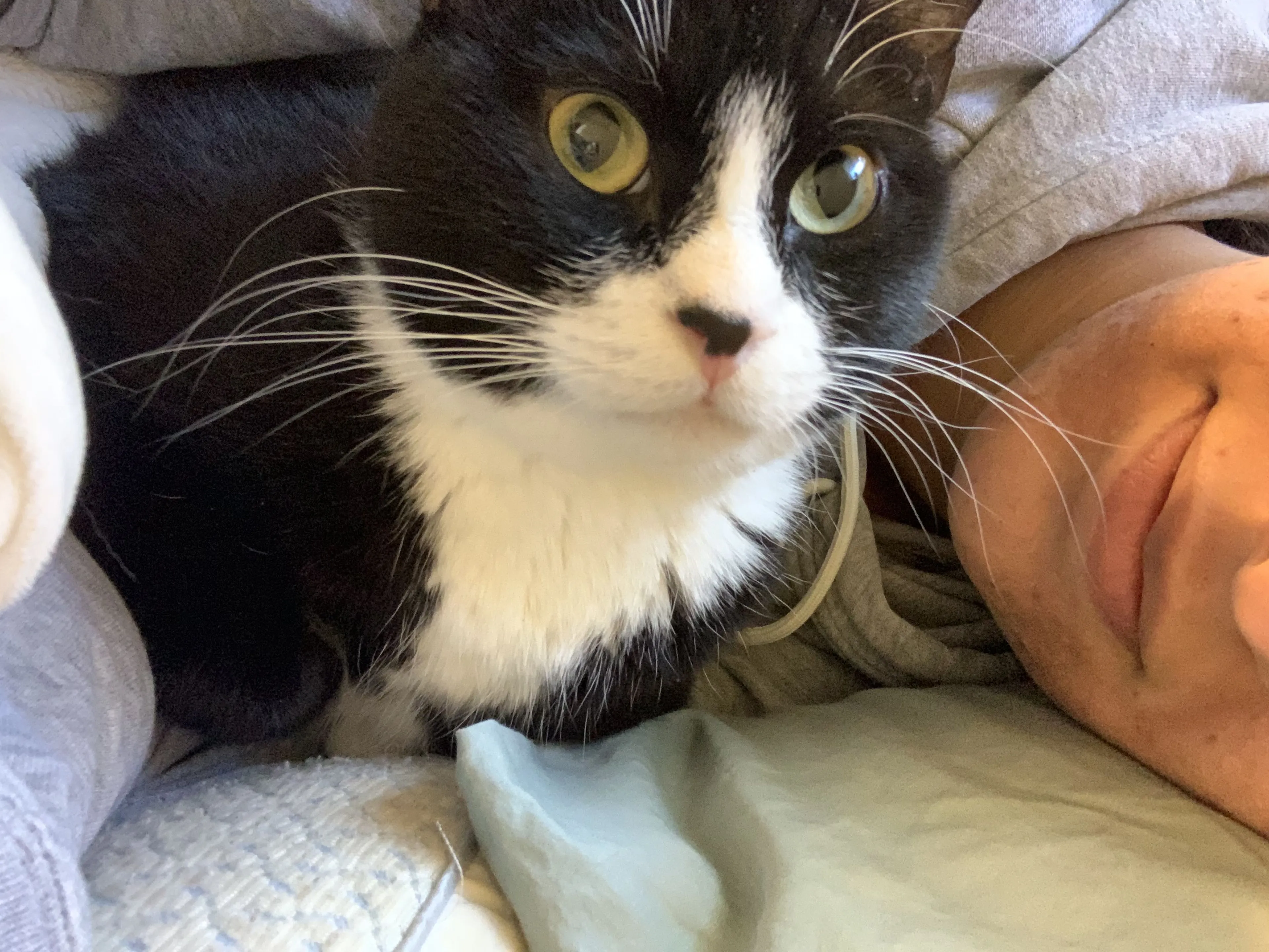 Lost pet-4