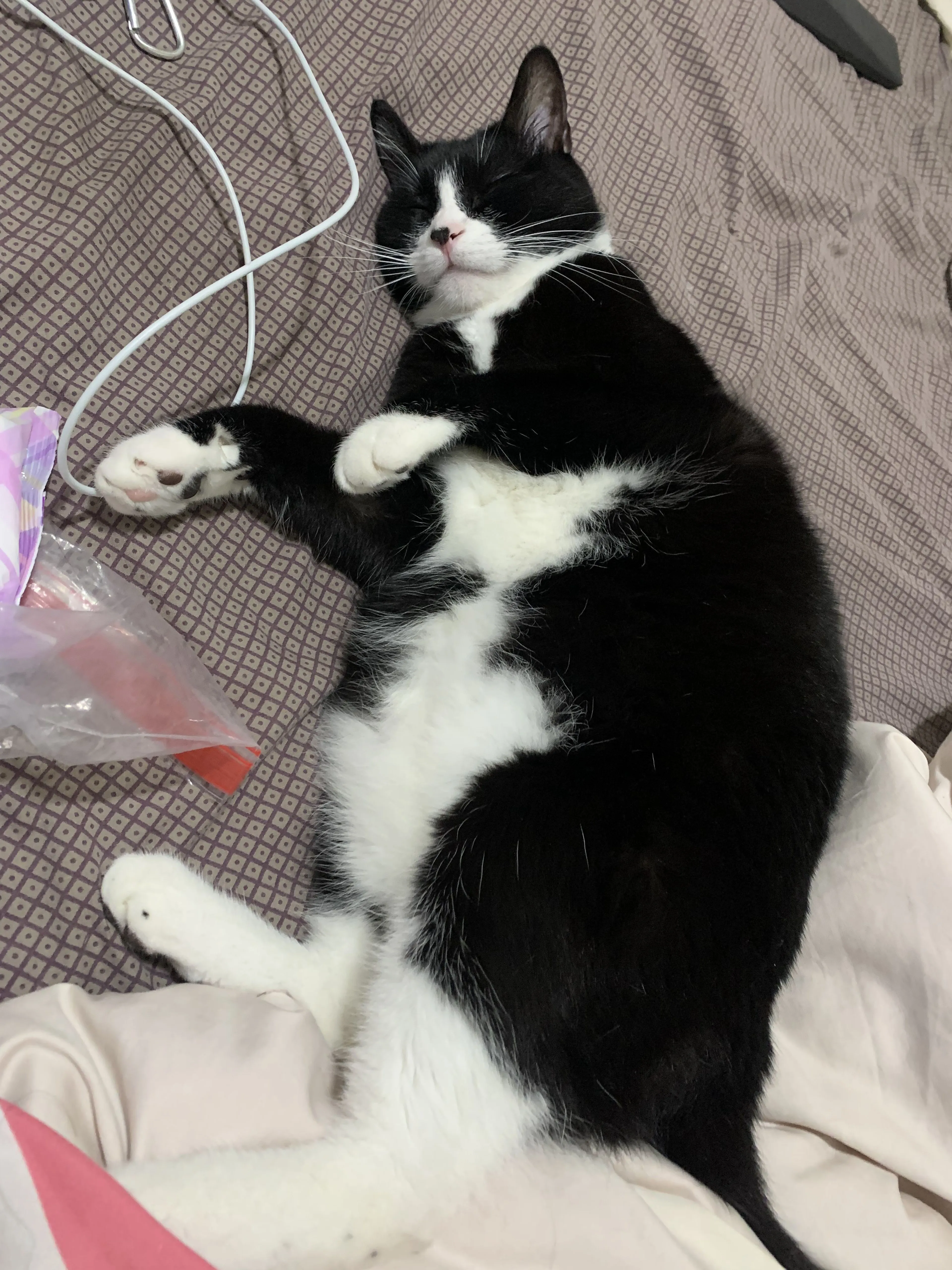 Lost pet-3
