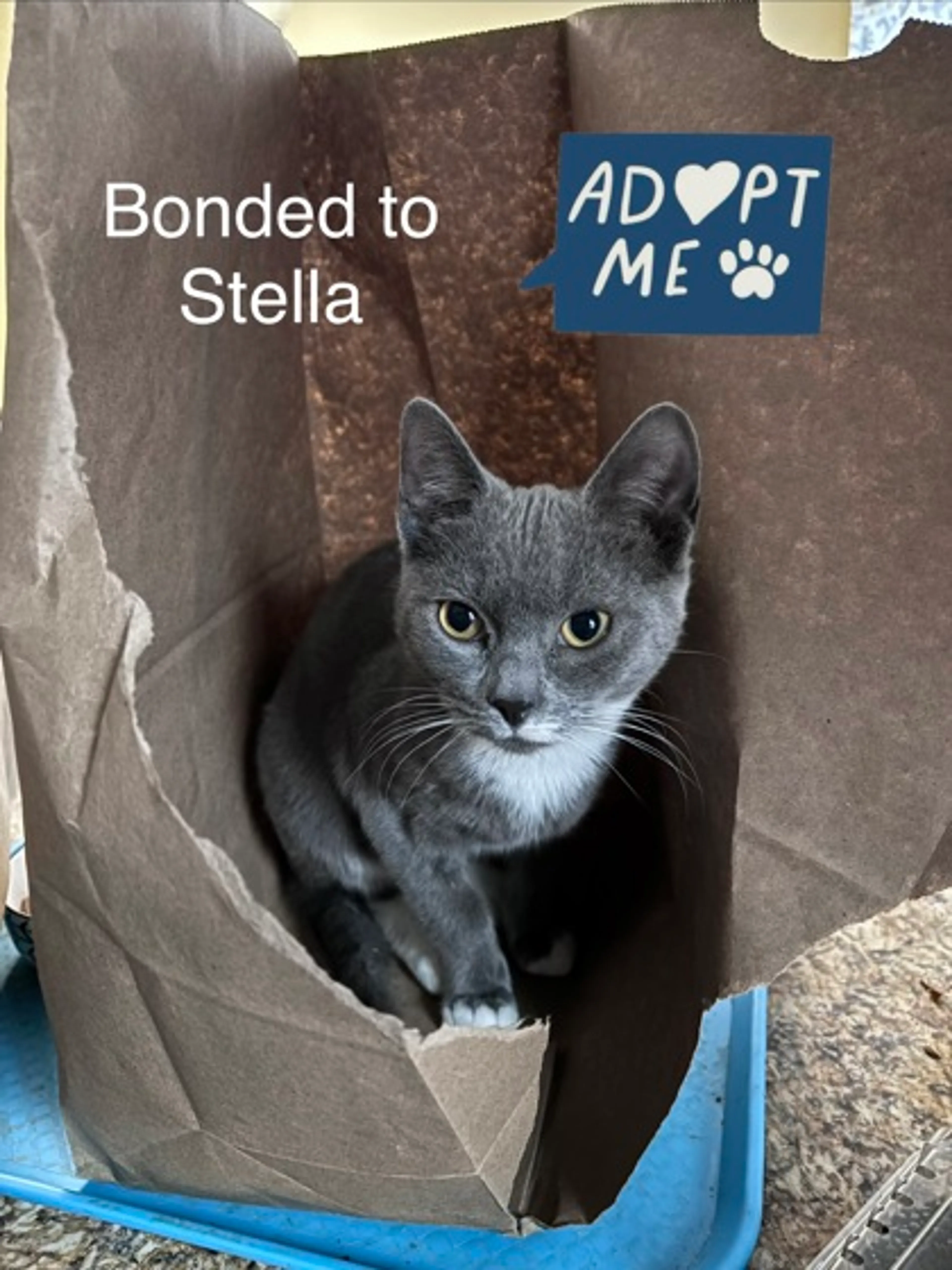 Found pet-0
