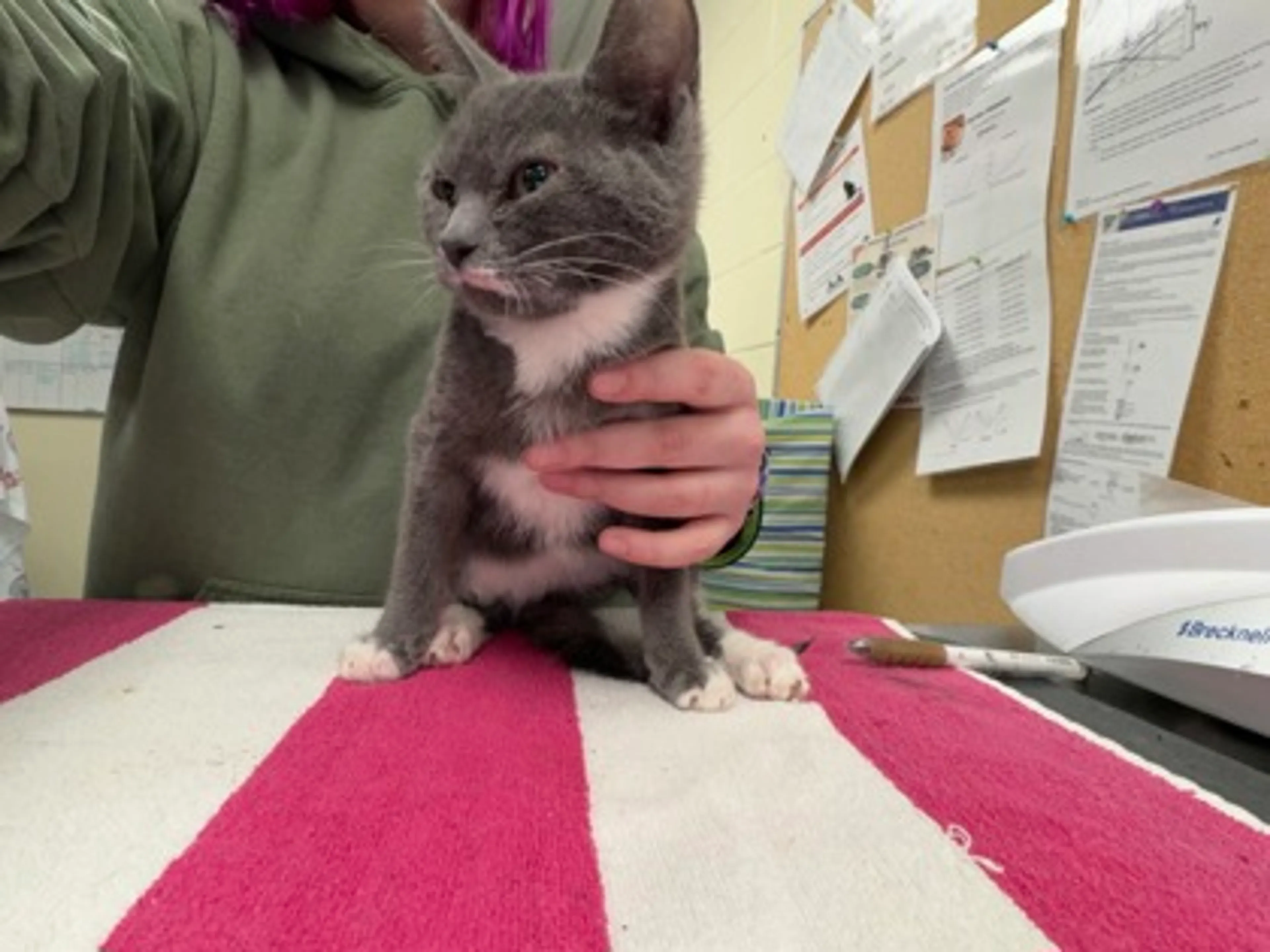 Found pet-1