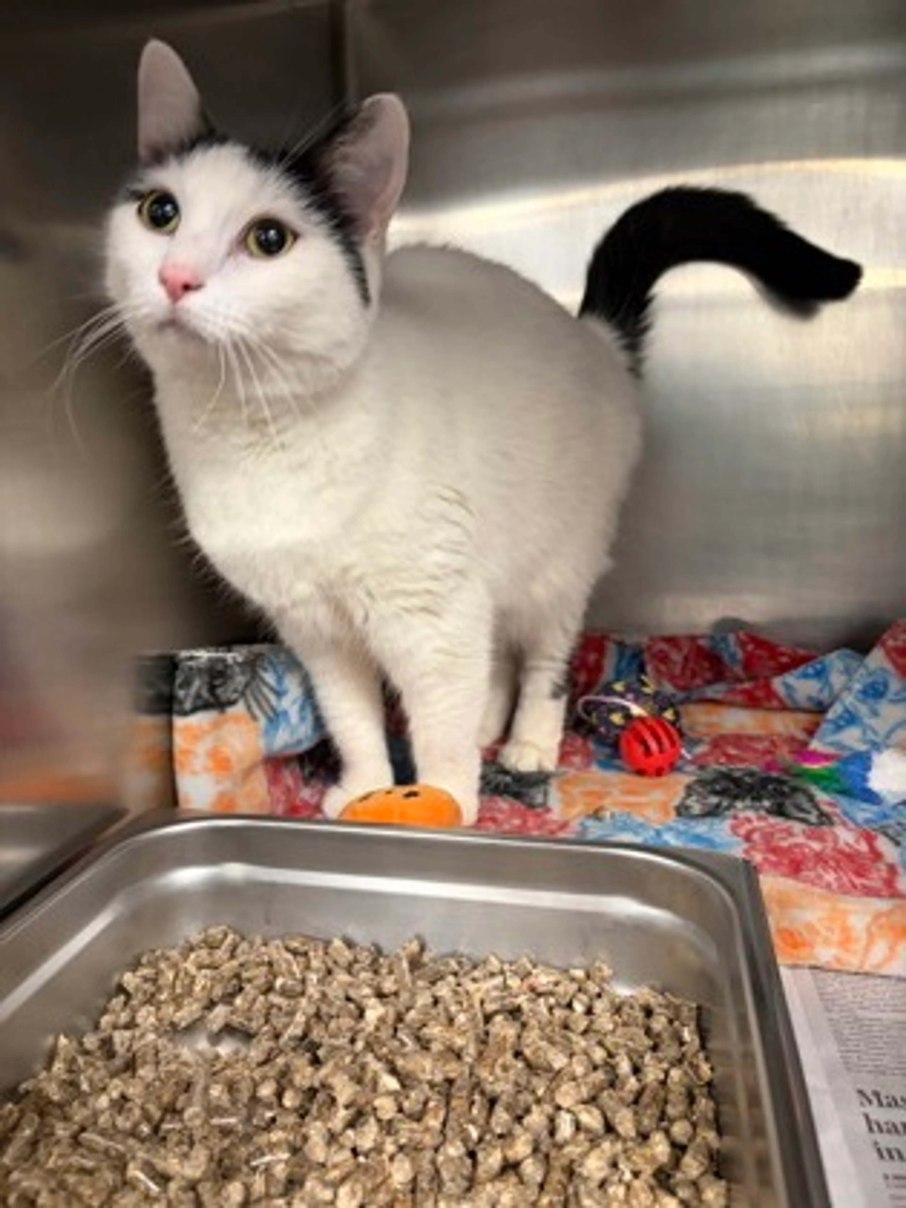 Found pet-1