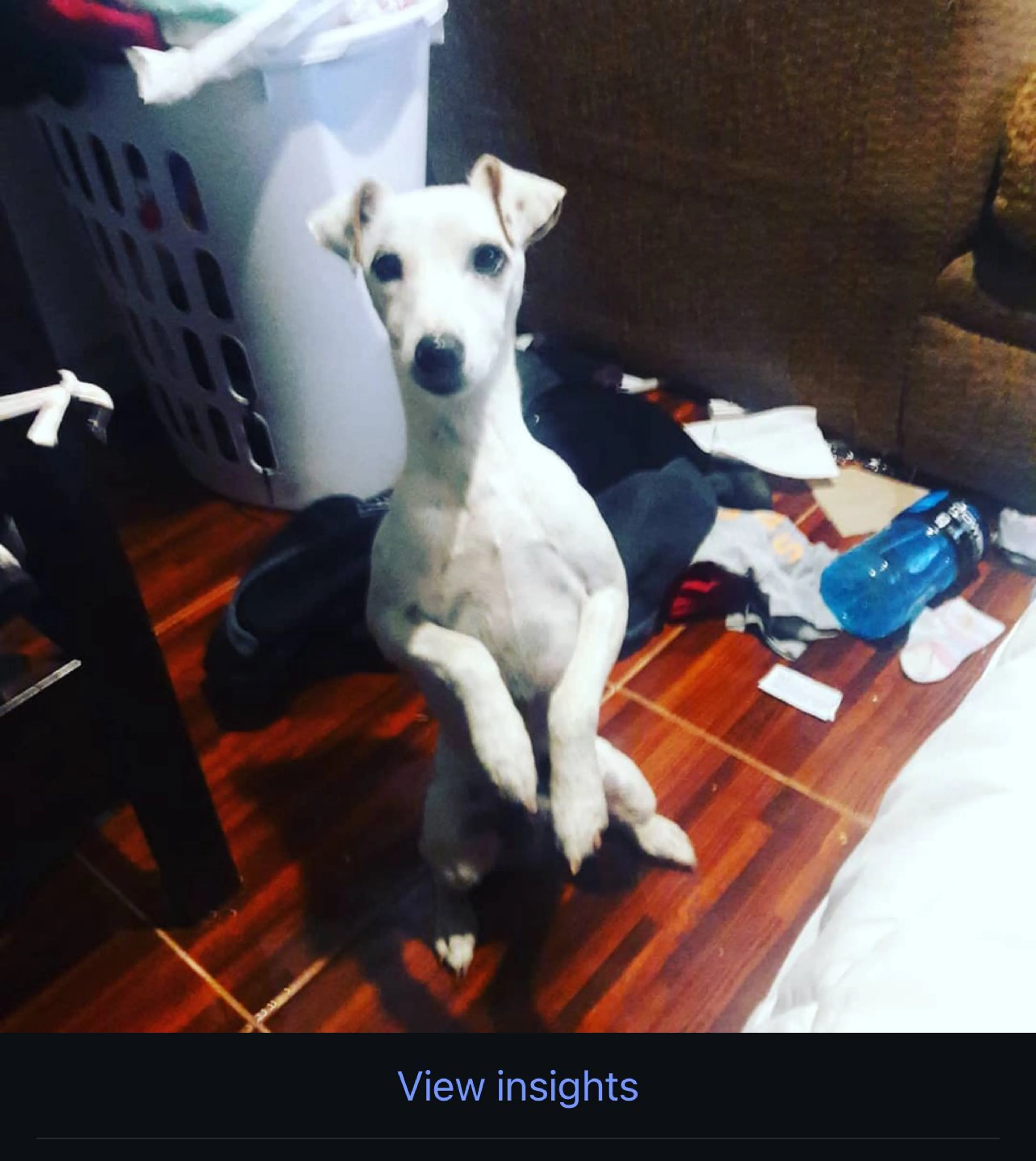 Lost pet-1