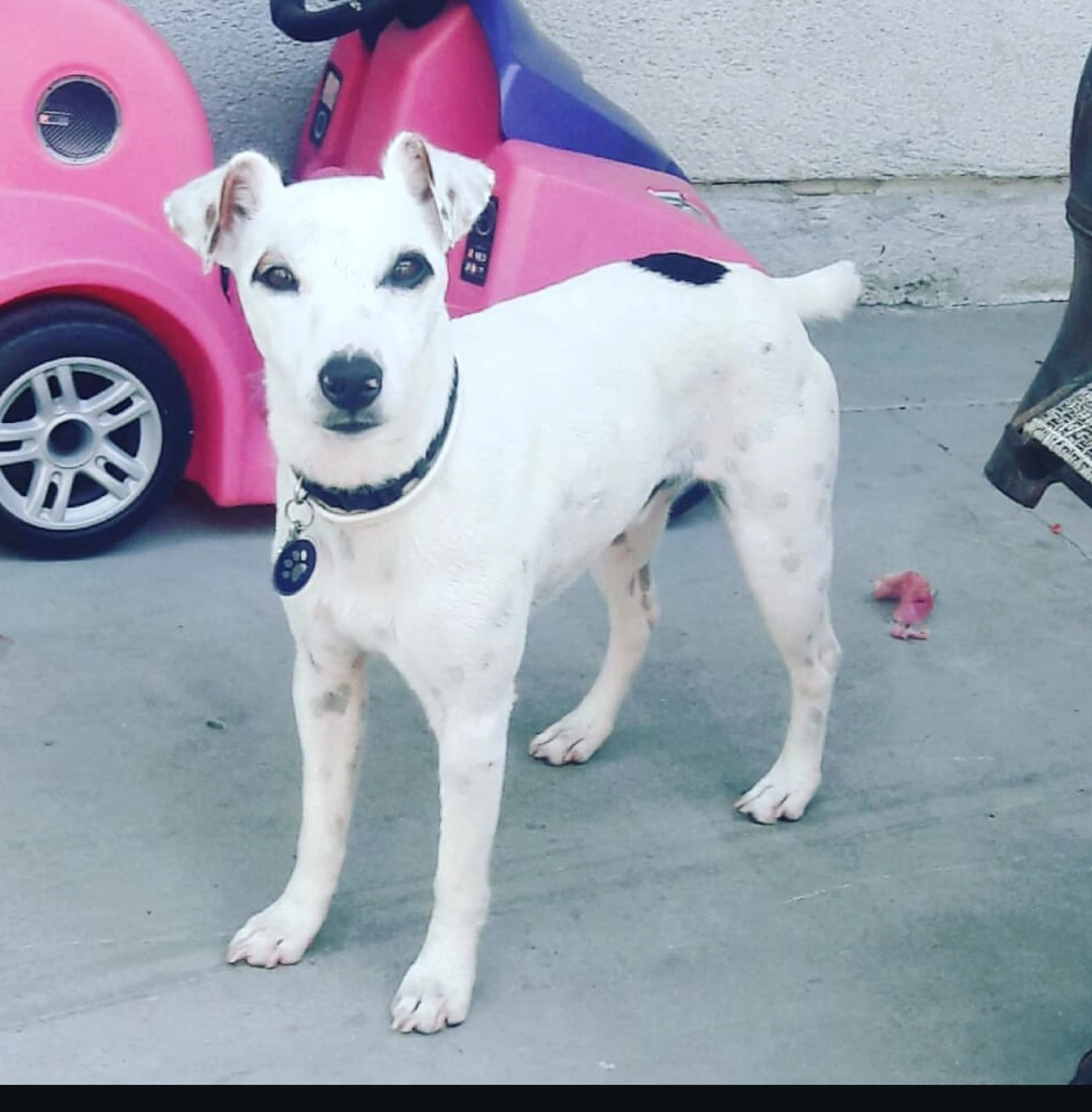 Lost pet-0