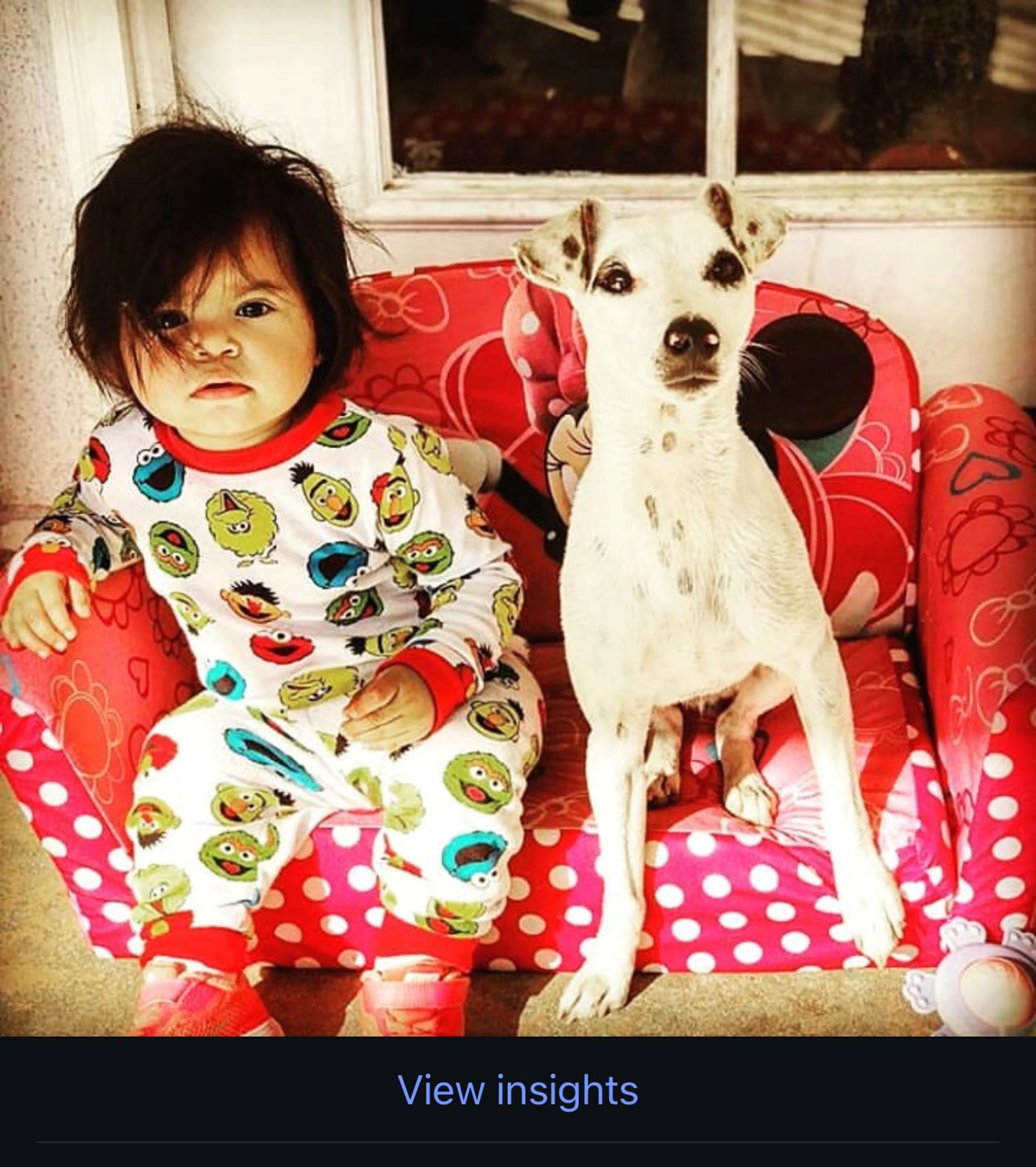 Lost pet-2