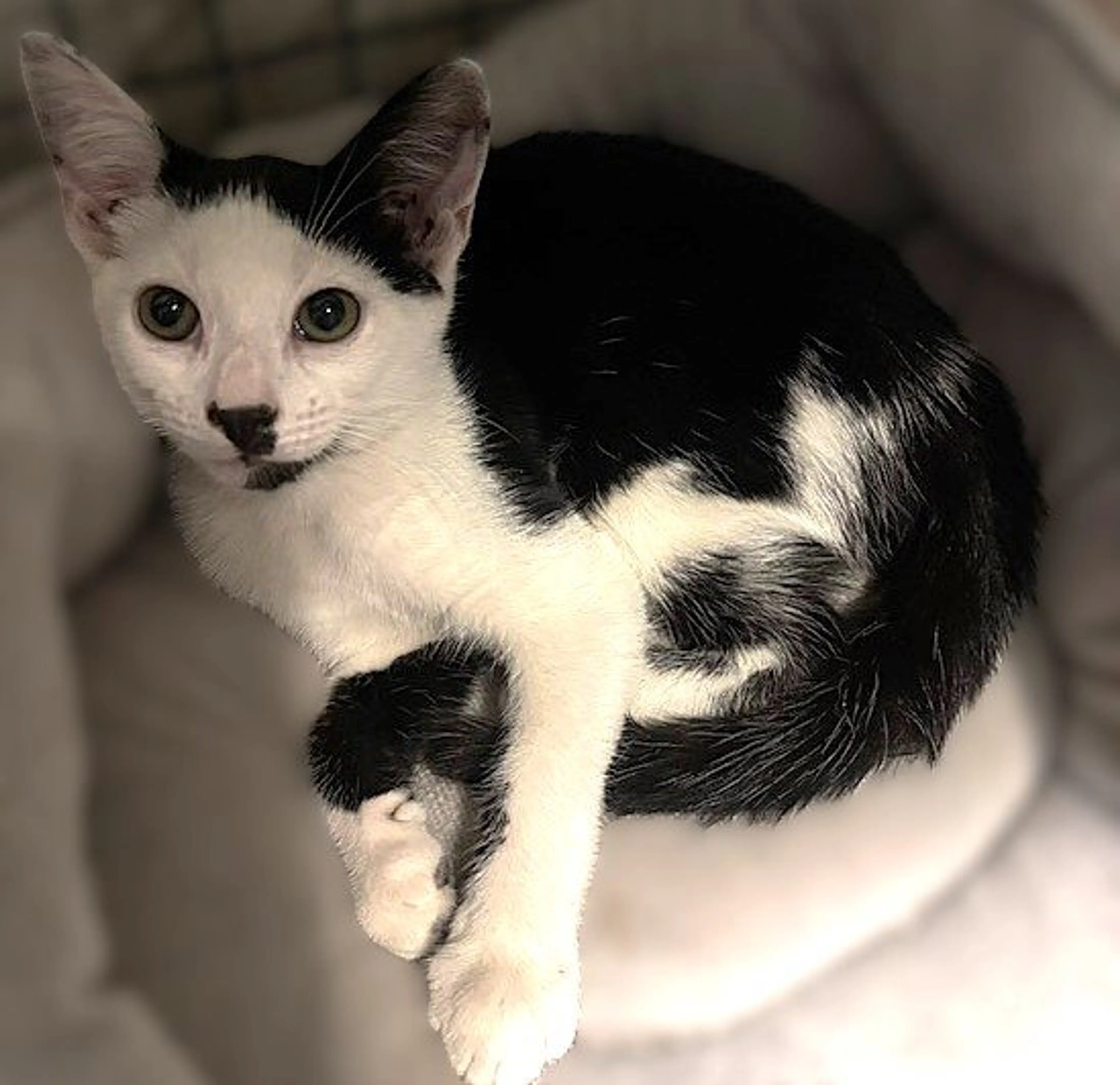 Found pet-0