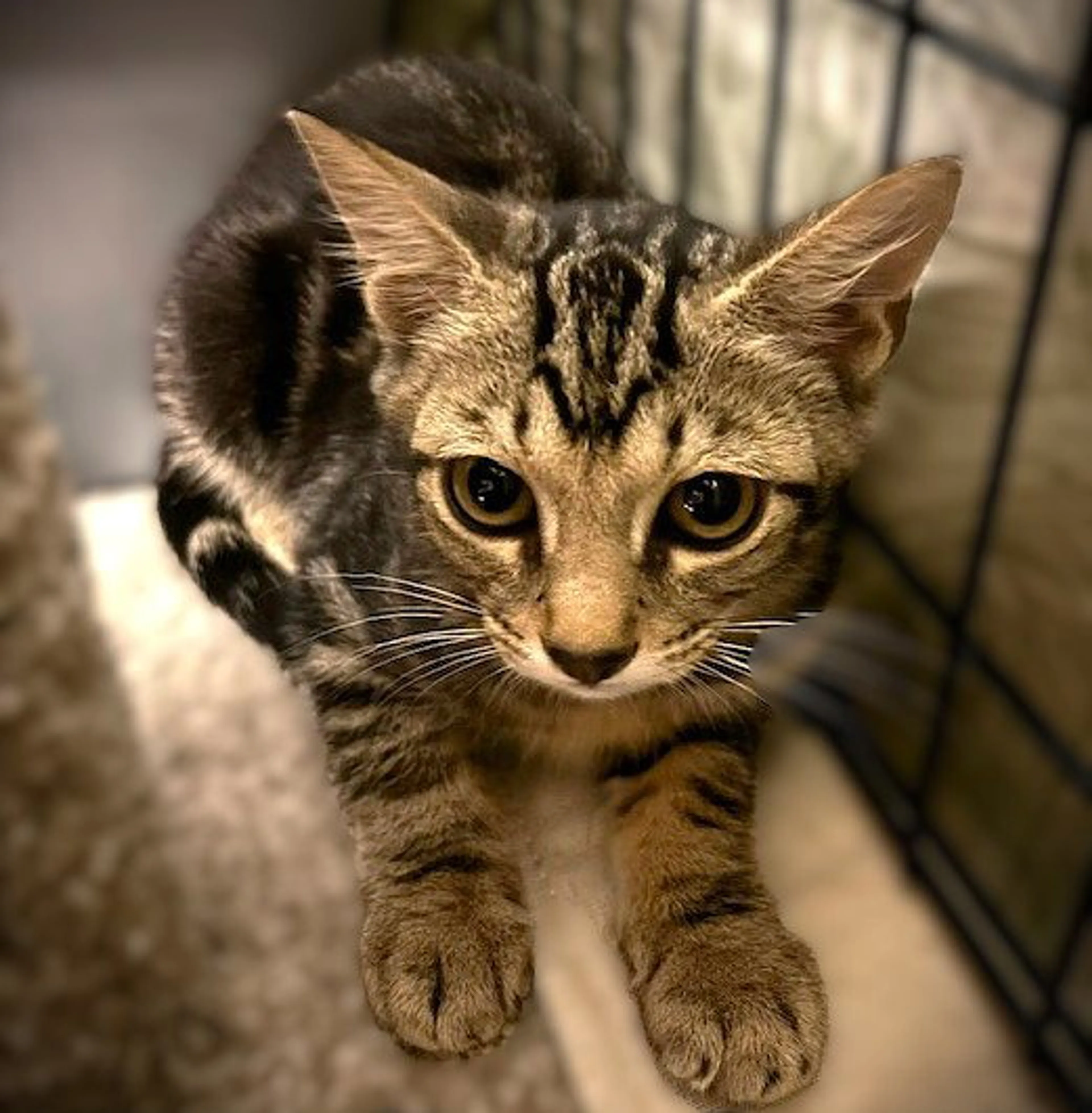 Found pet-0