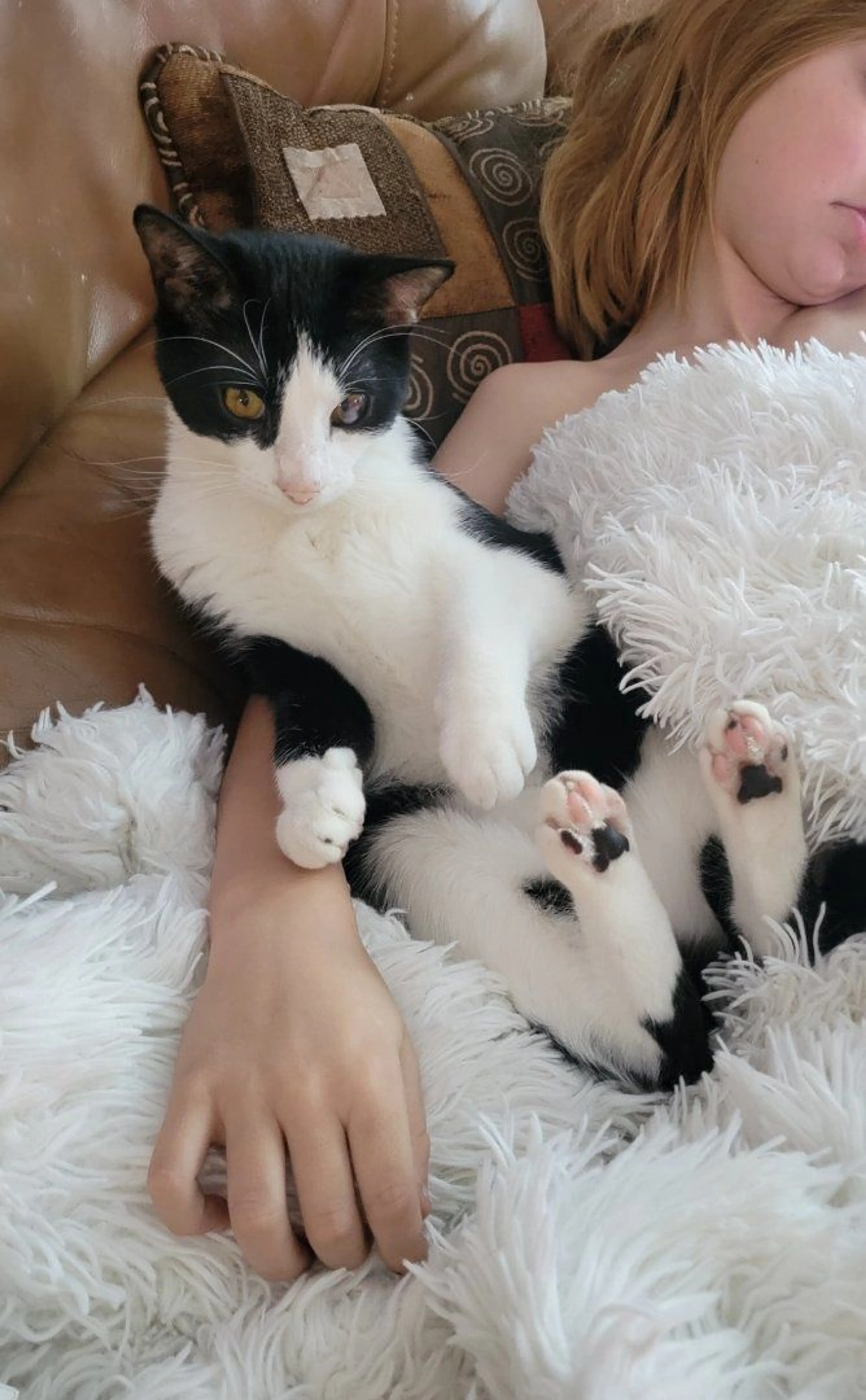 Lost pet-1