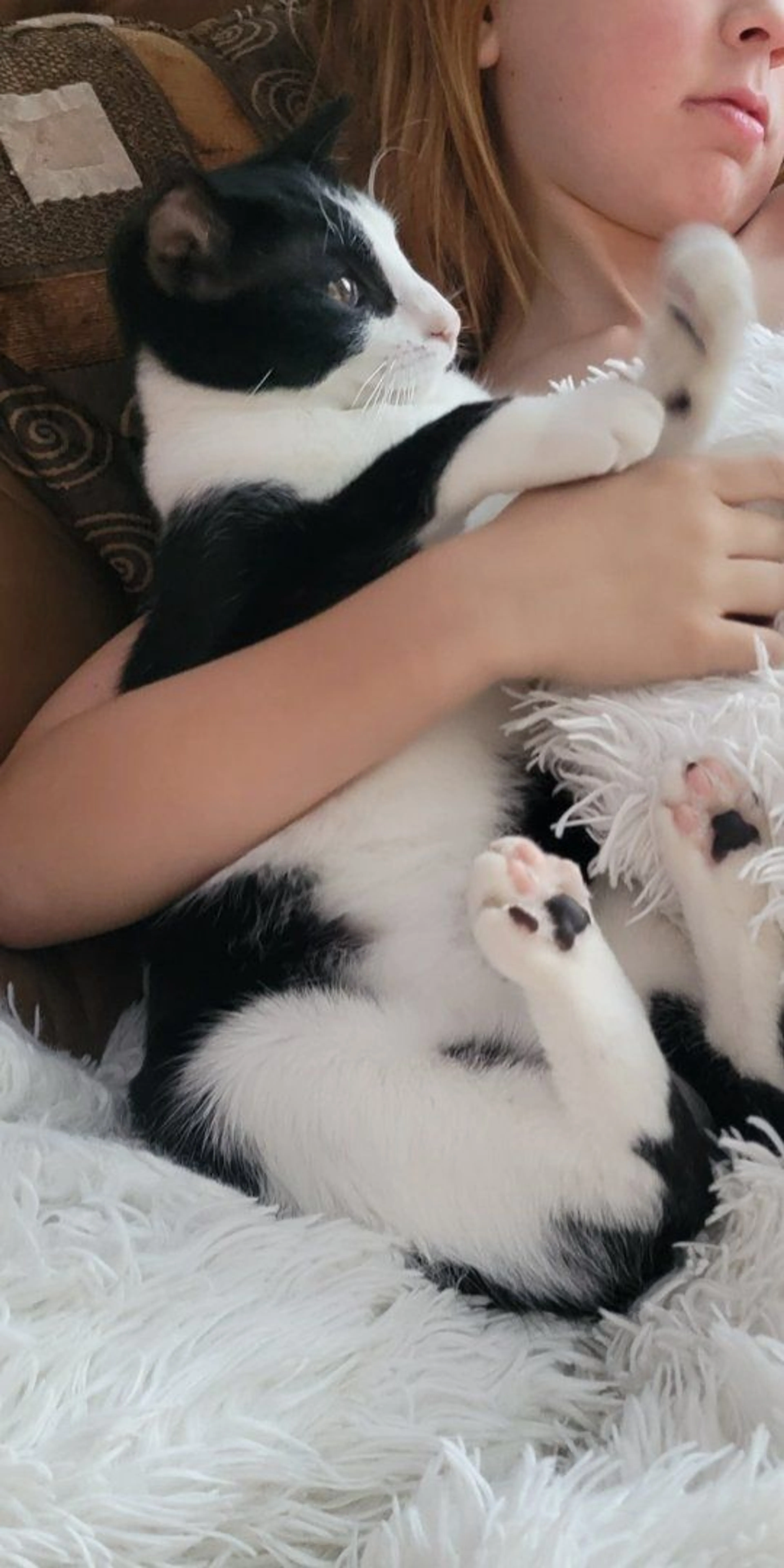 Lost pet-2