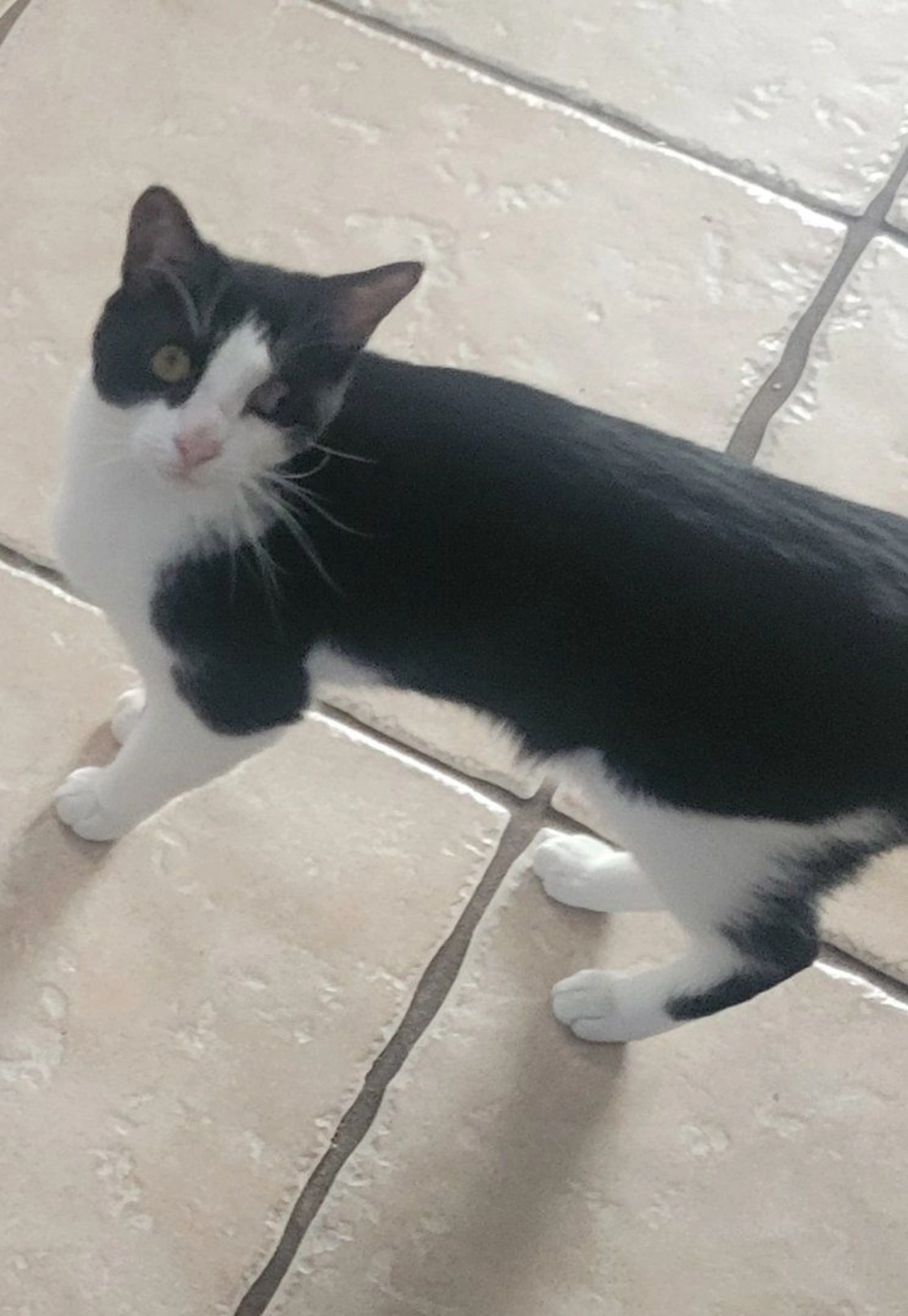 Lost pet-0