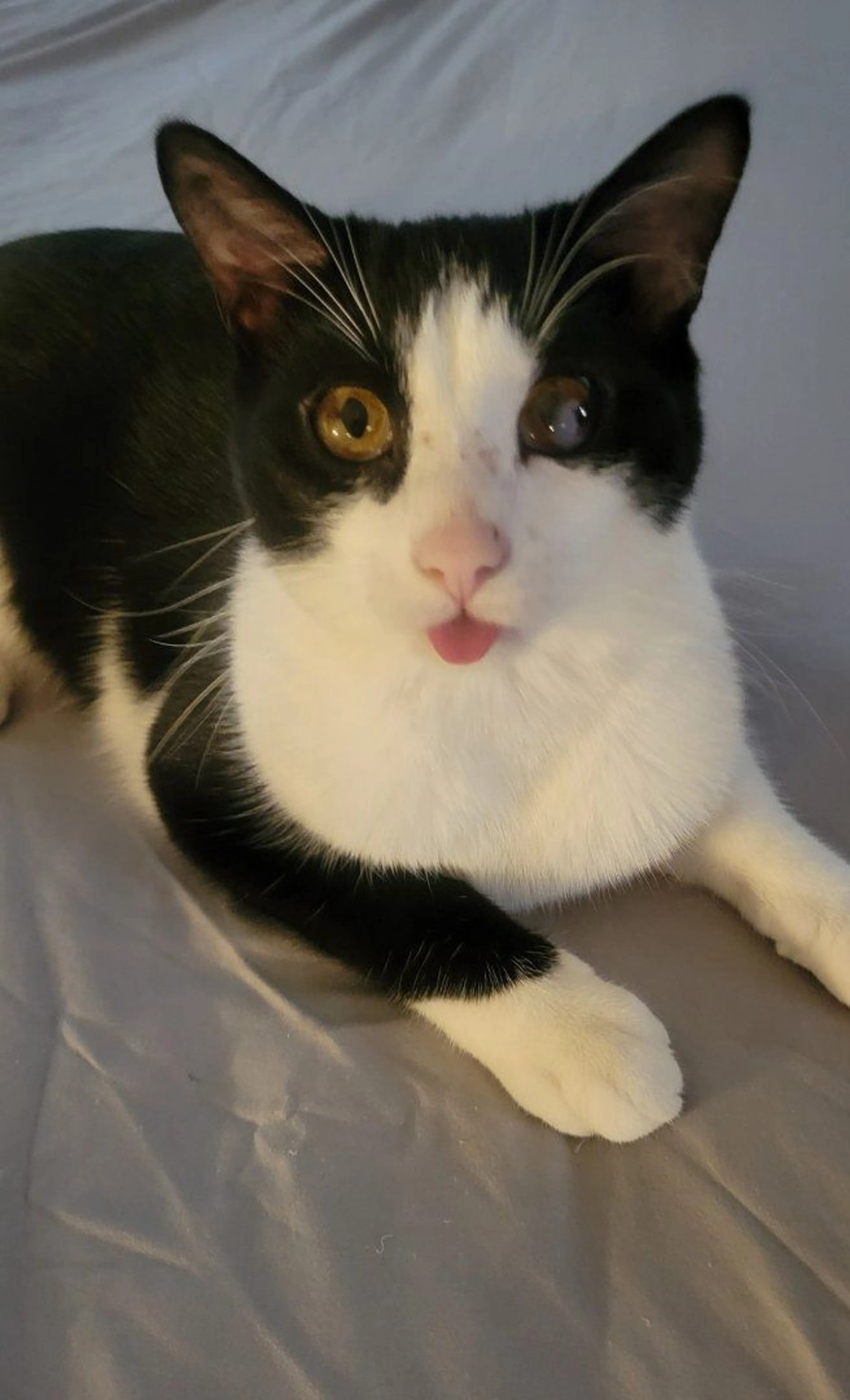 Lost pet-3