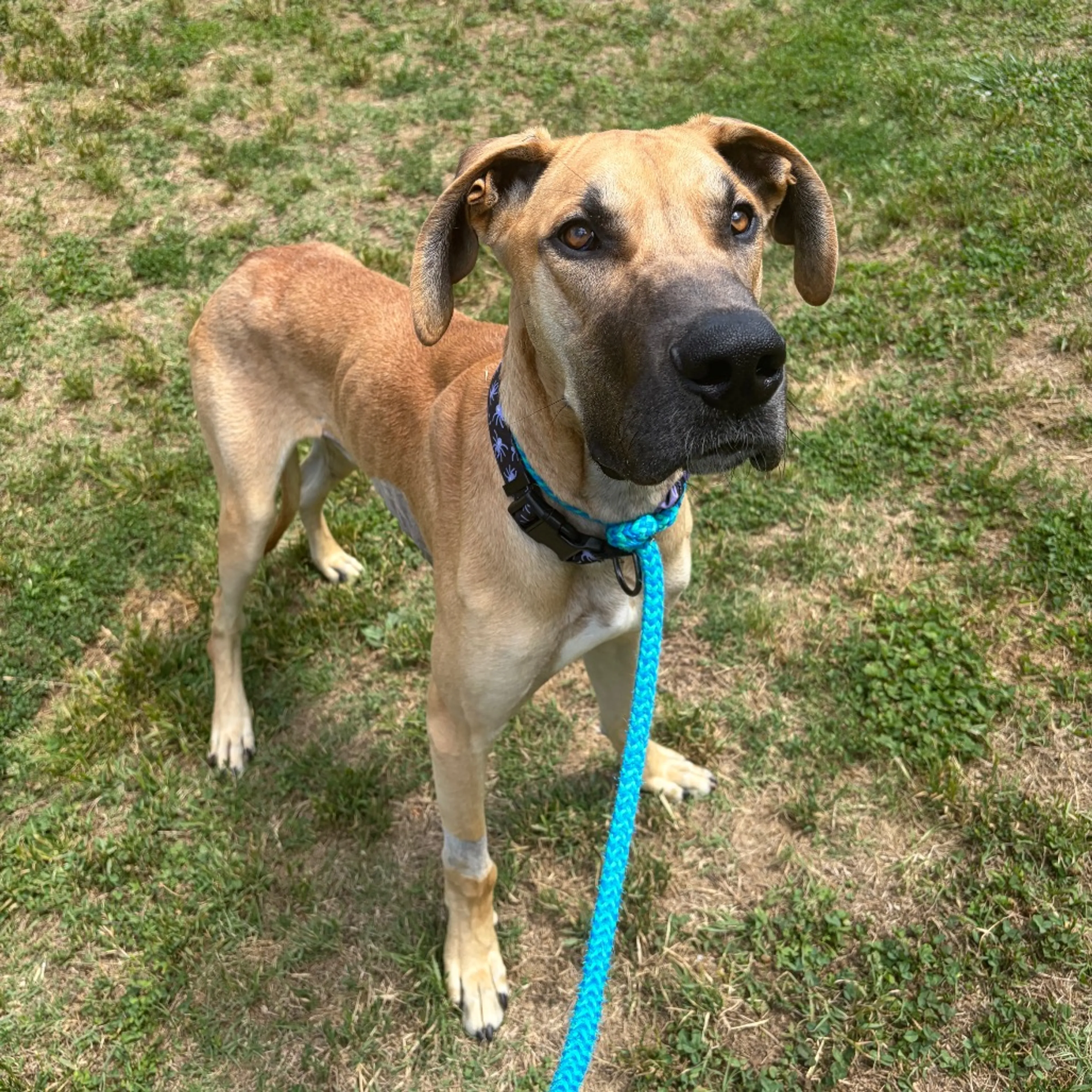 Found pet-2