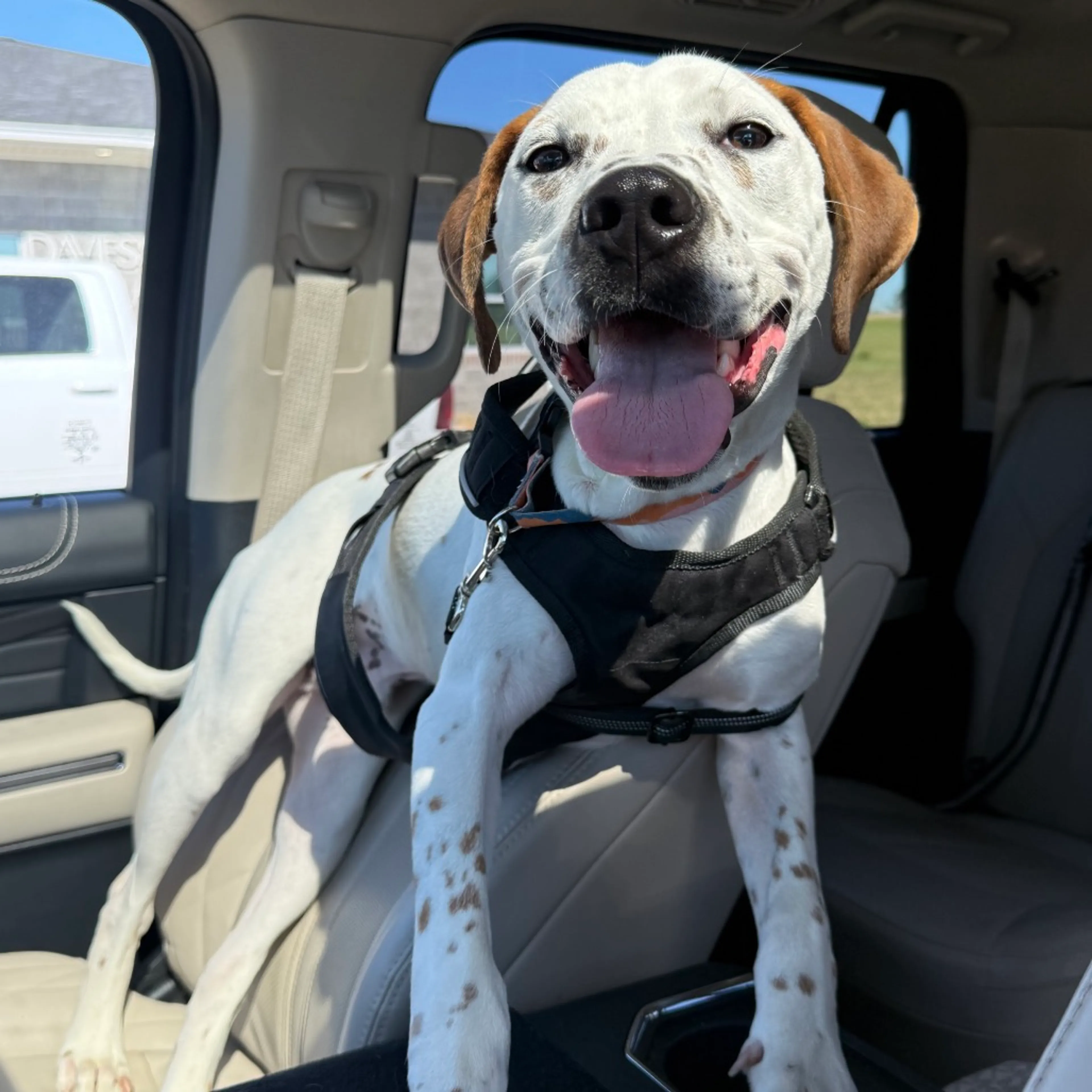 Found pet-2