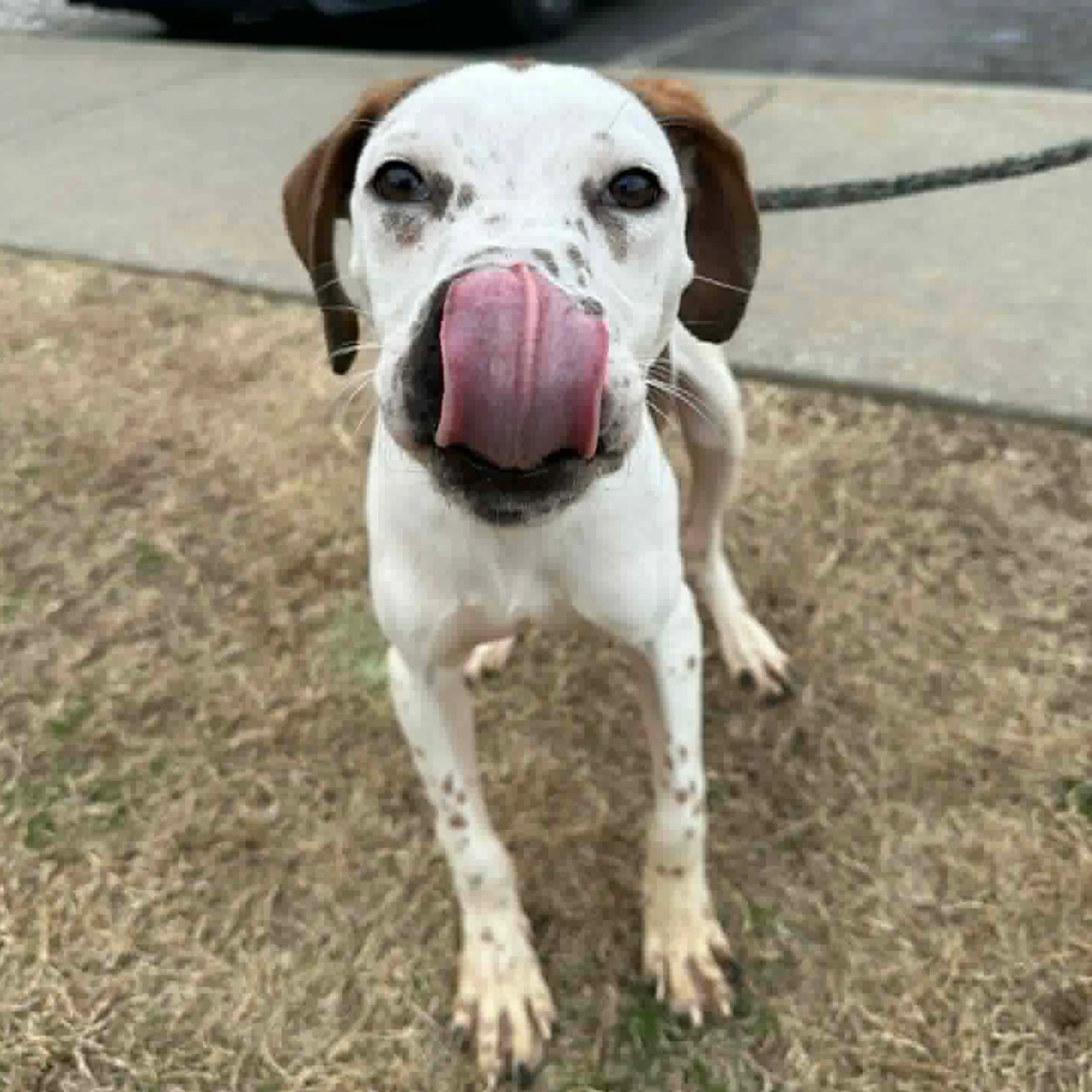 Found pet-1