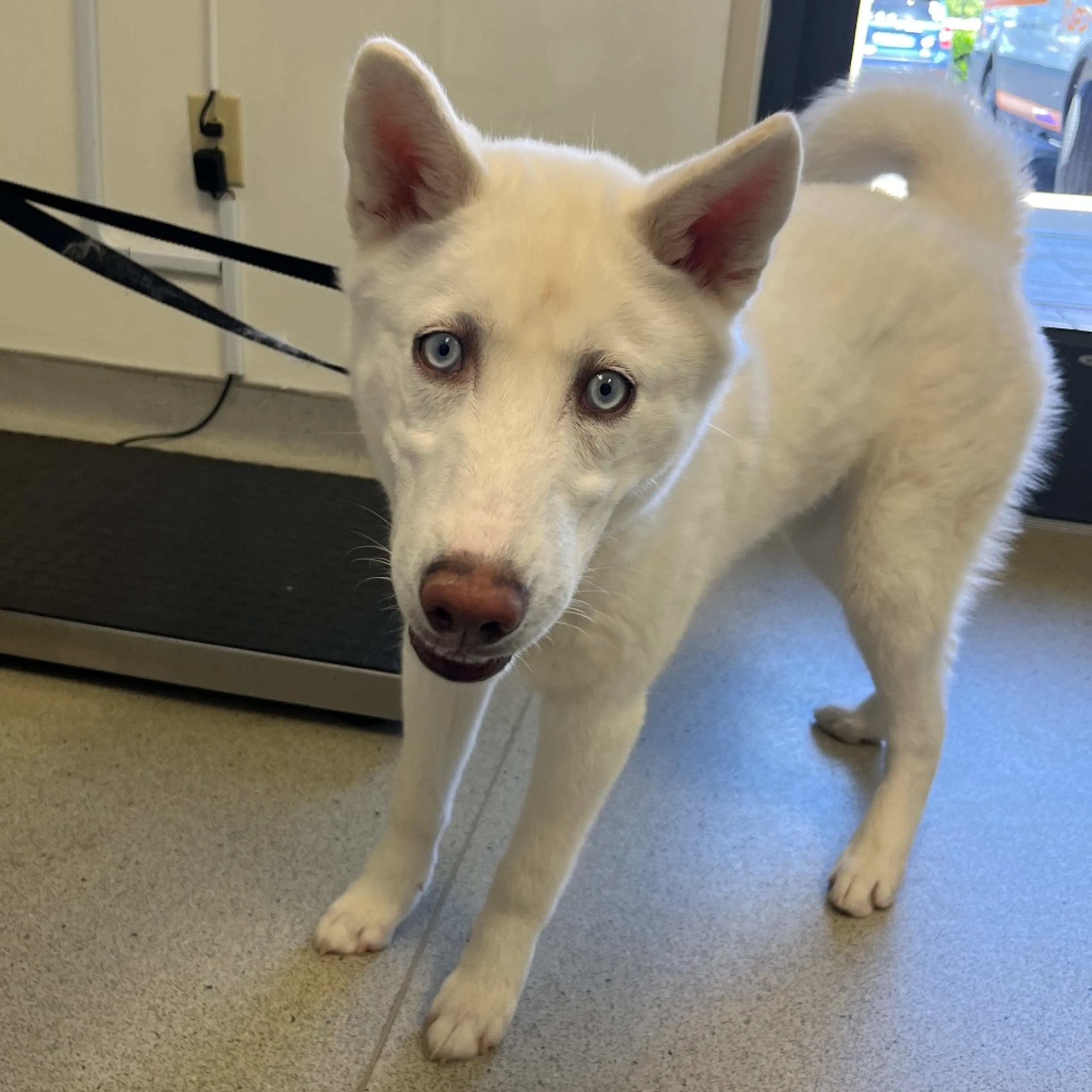 Found pet-3