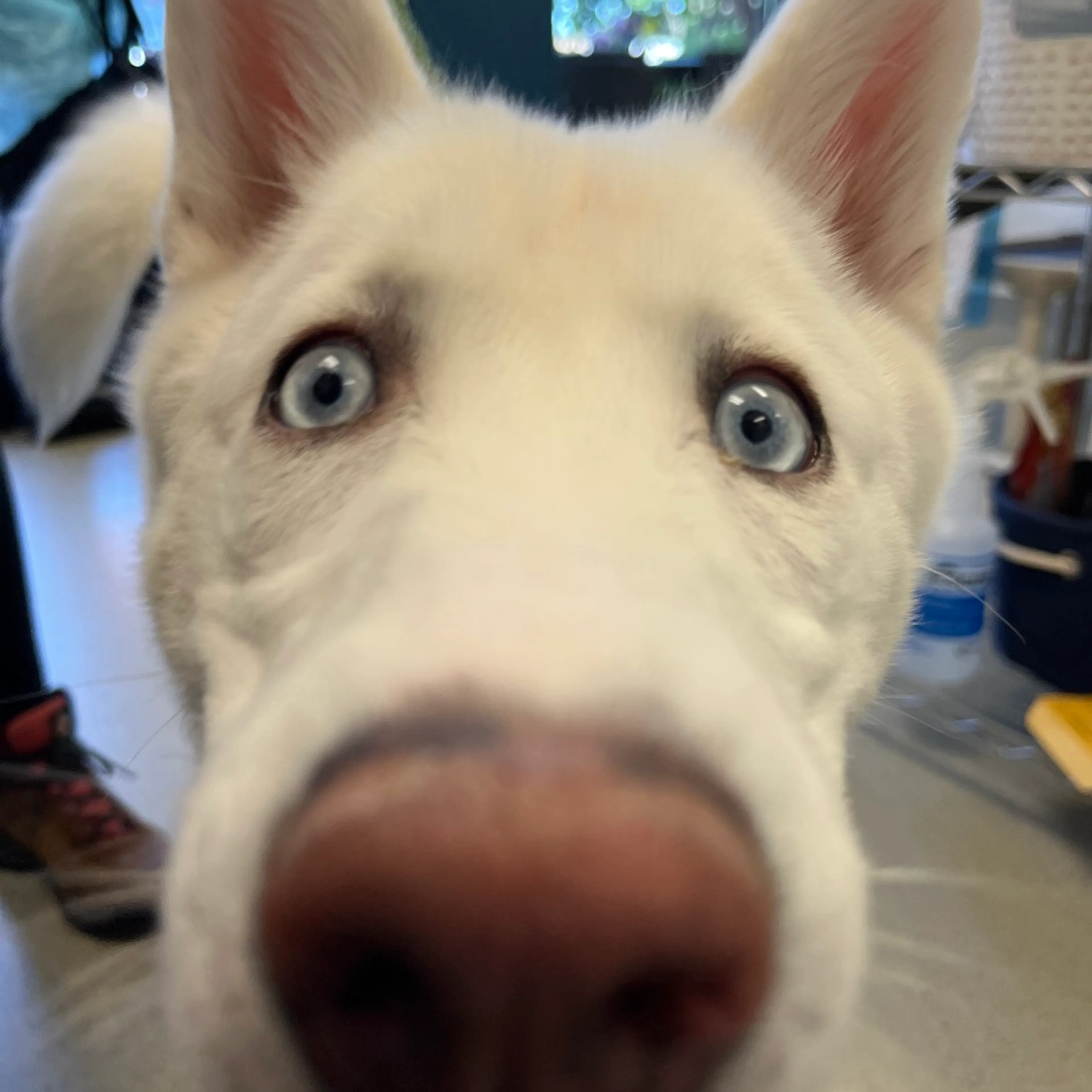 Found pet-4