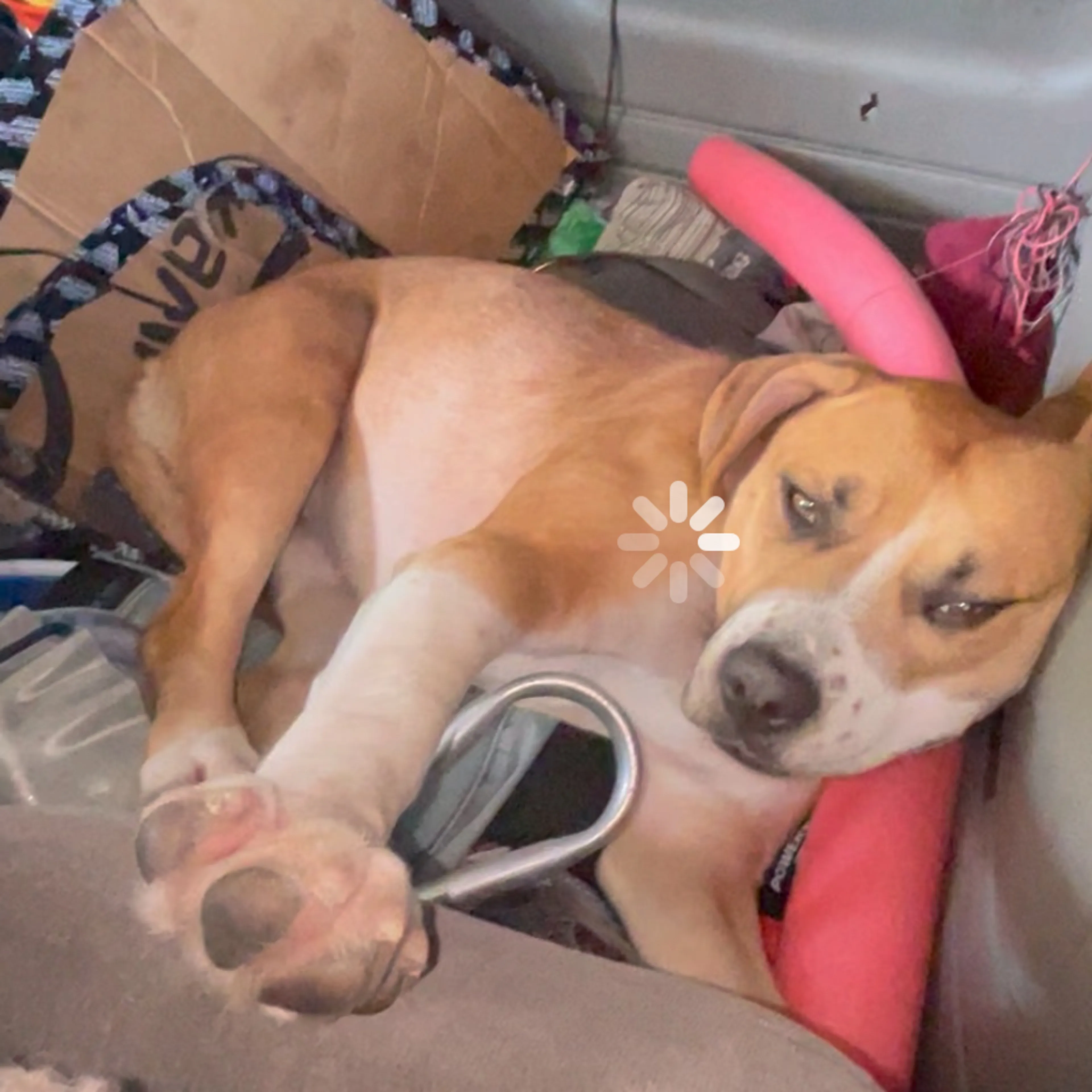 Lost pet-1