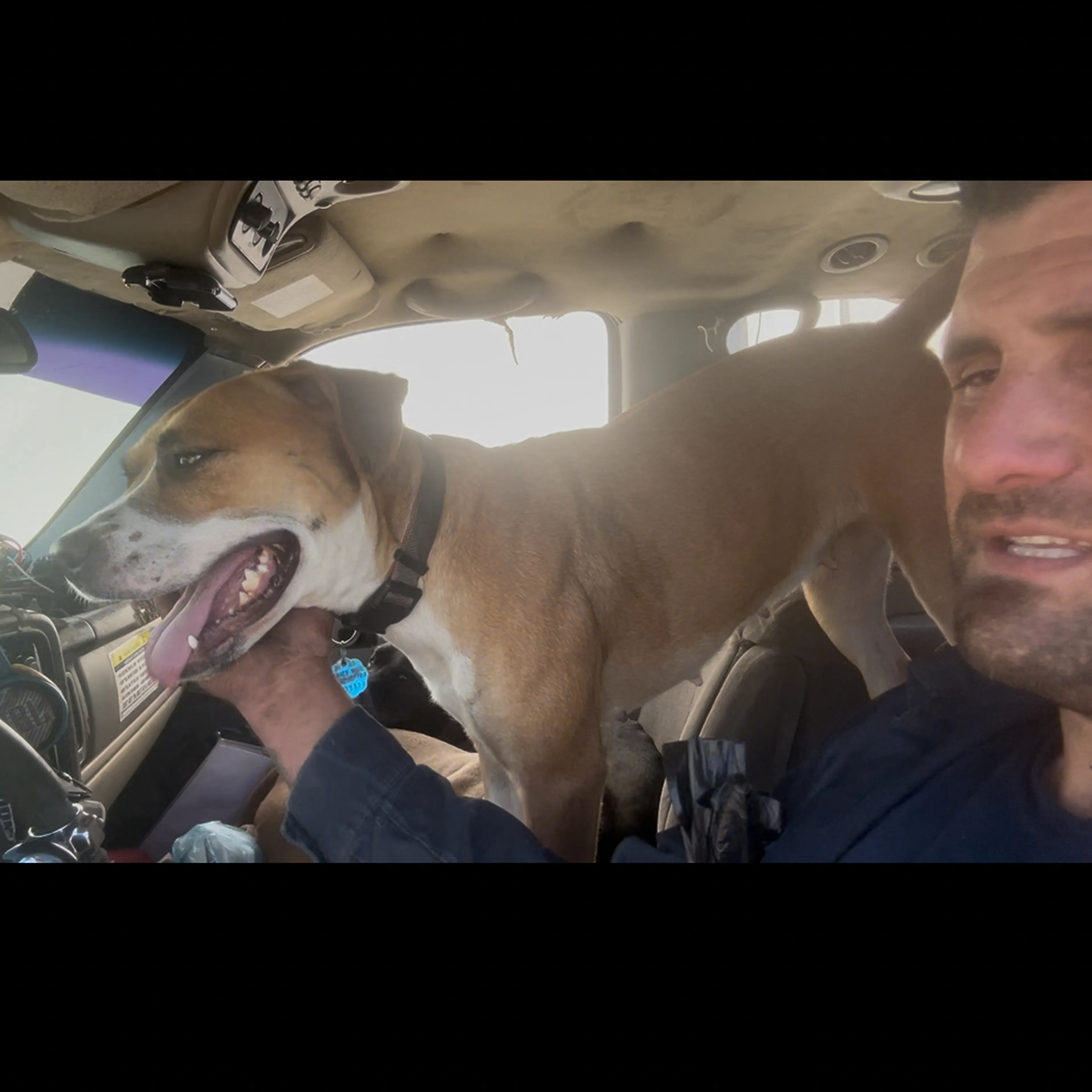 Lost pet-2