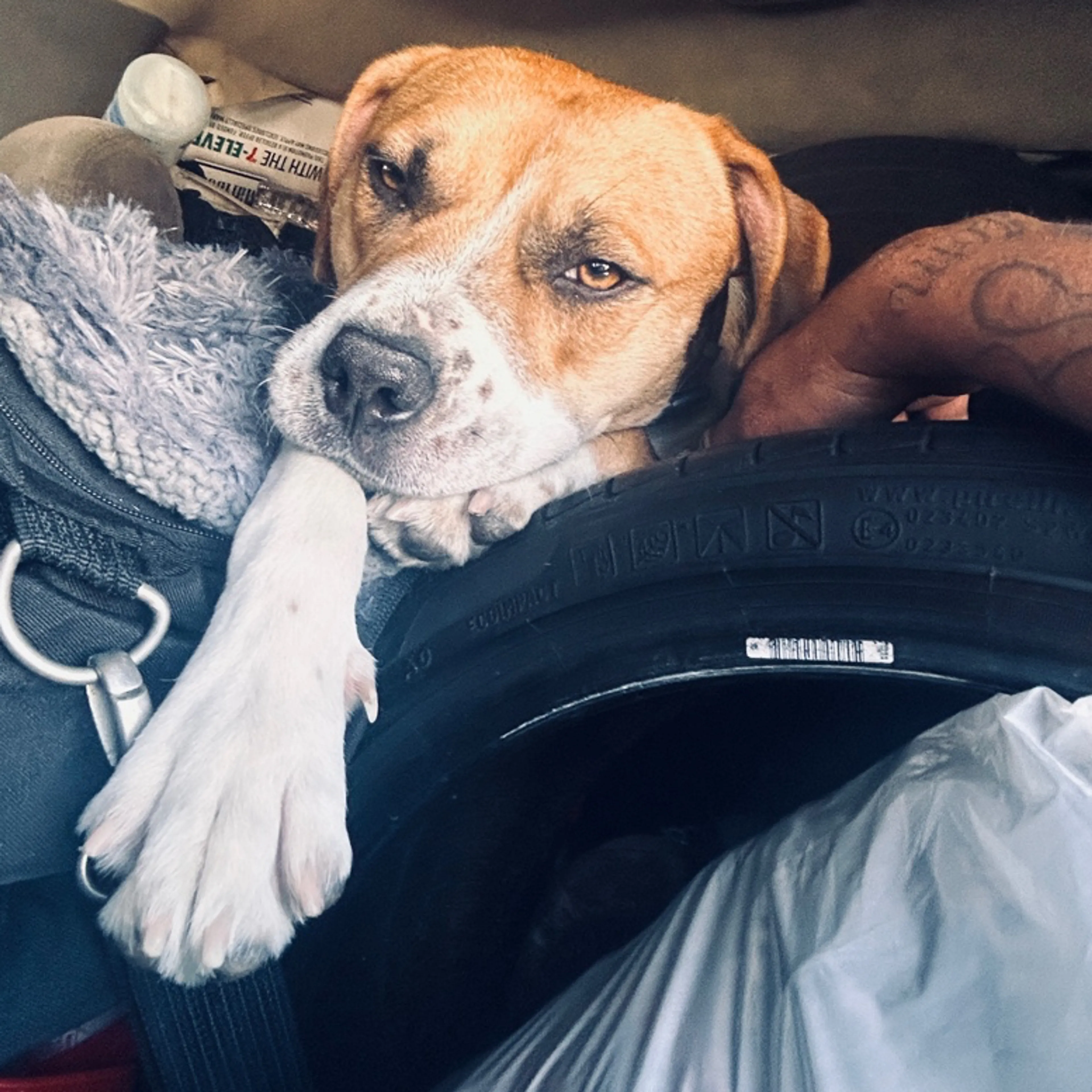 Lost pet-3