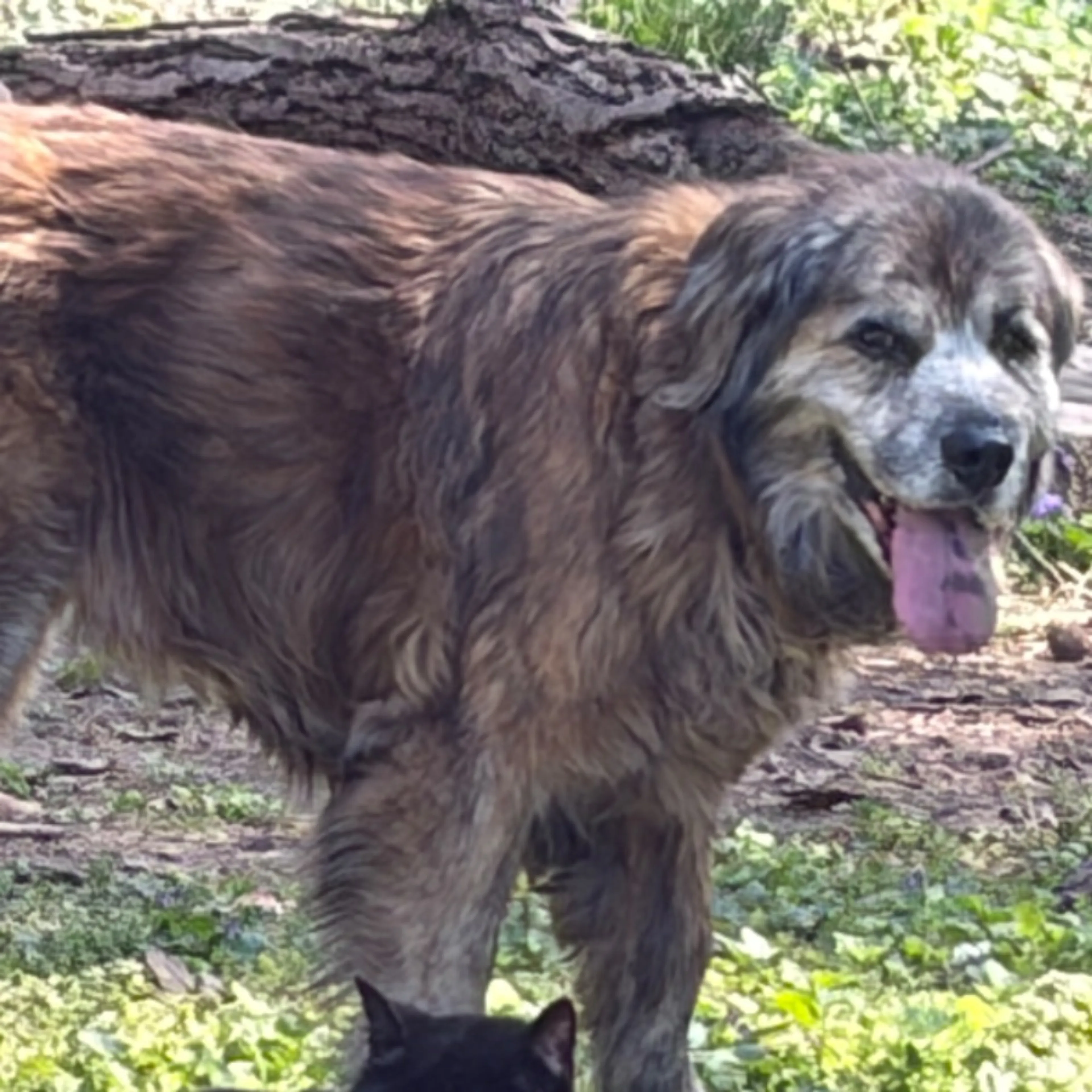 Lost pet