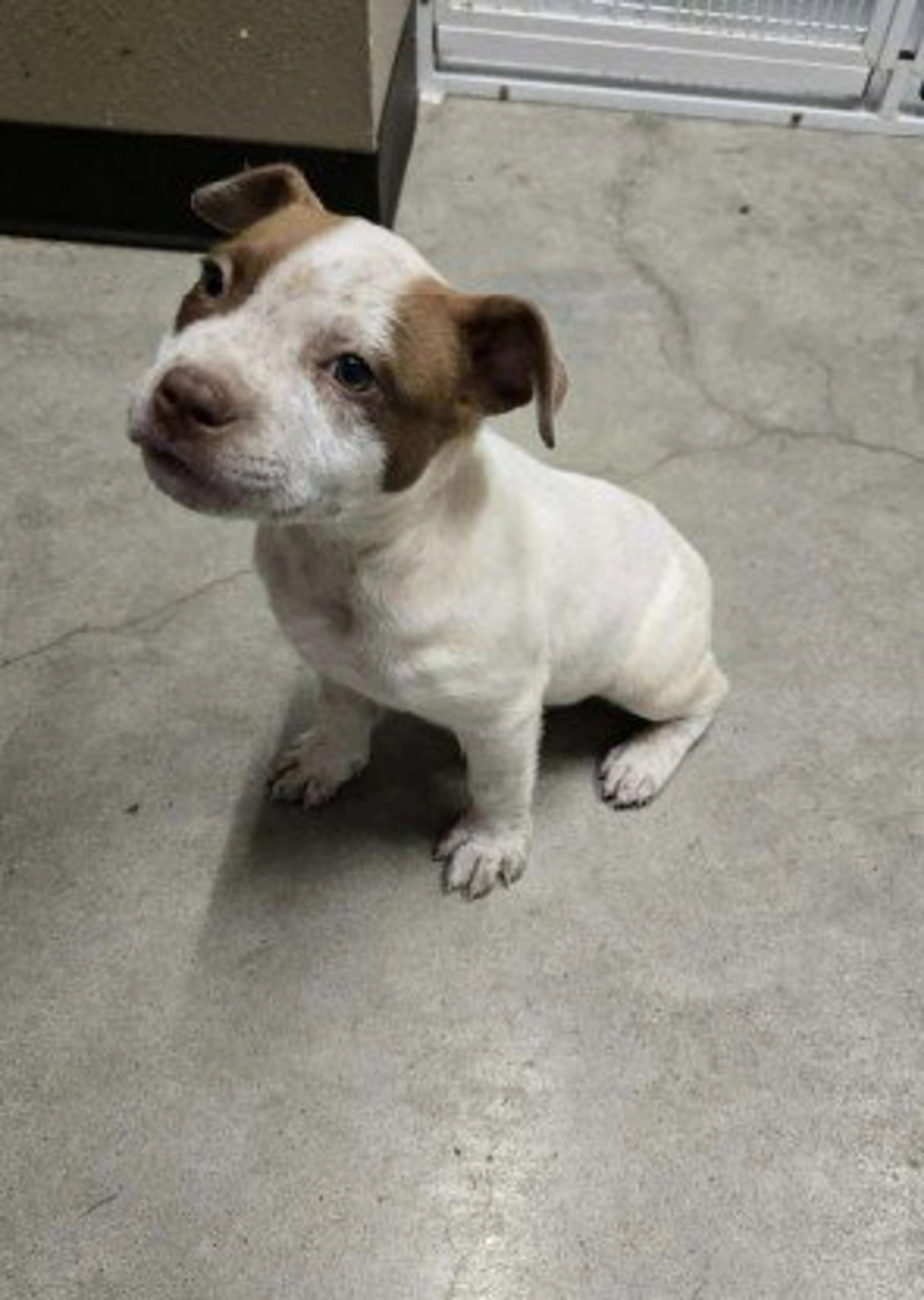 Found pet