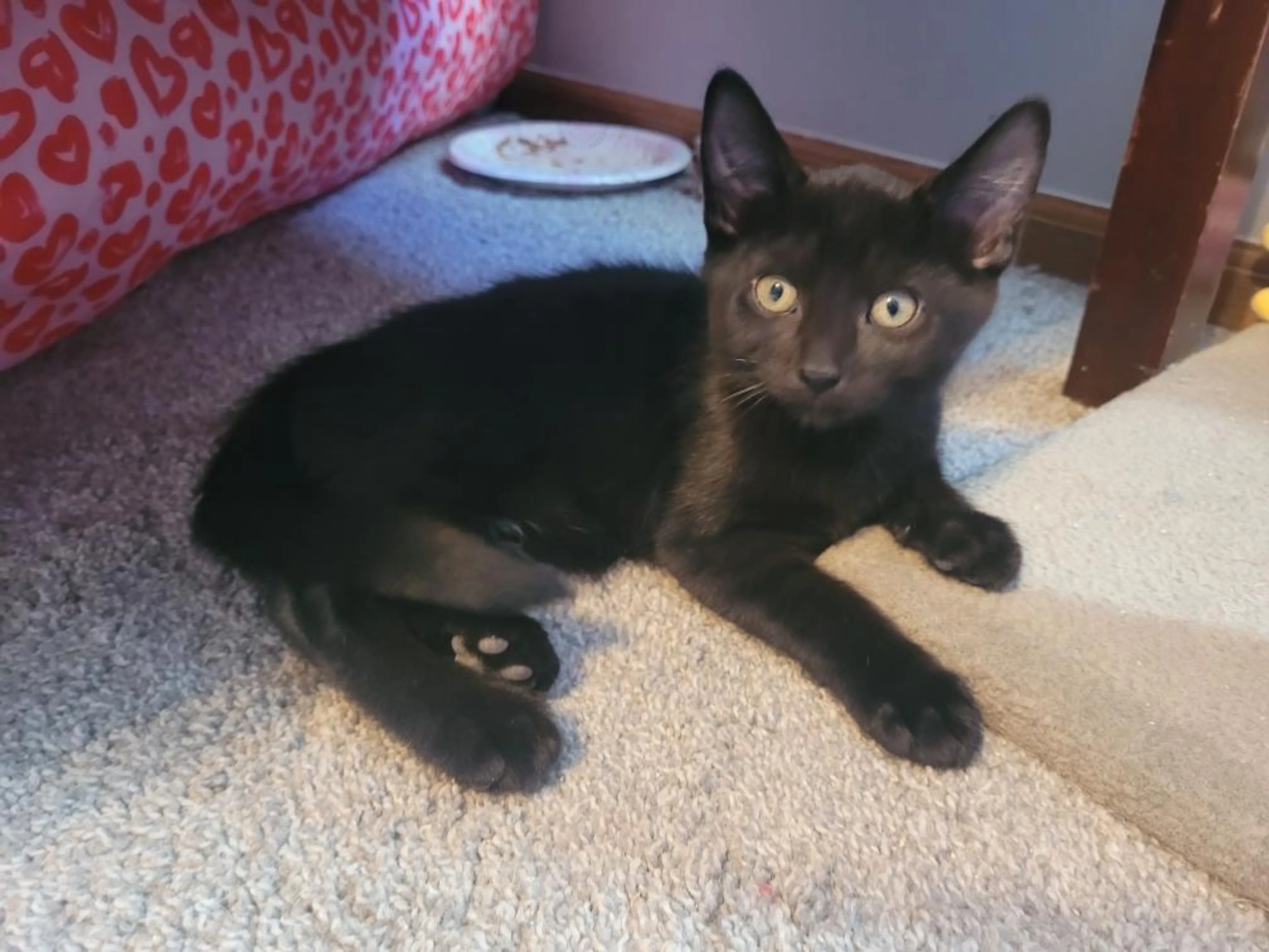 Found pet-2