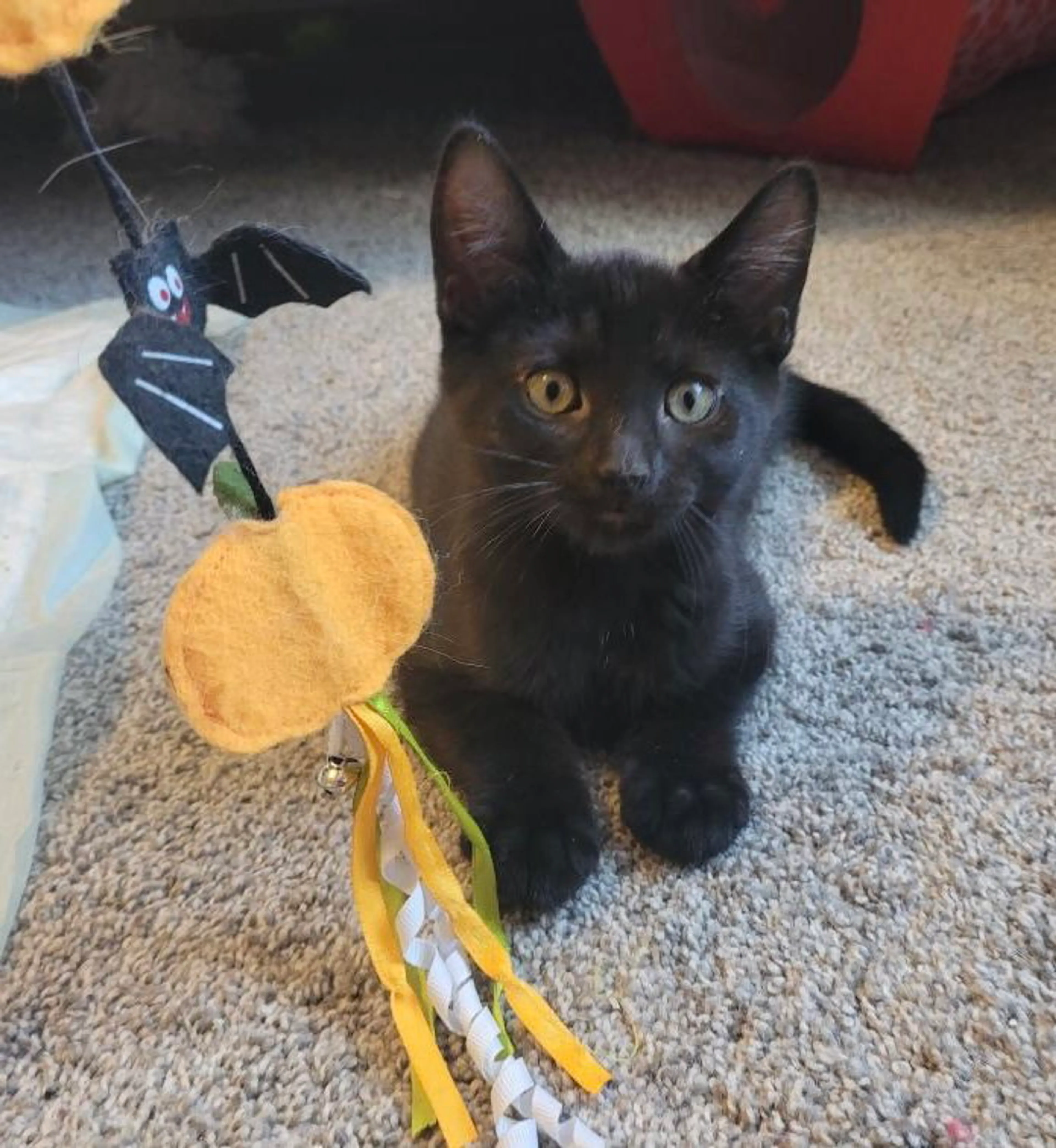 Found pet-1