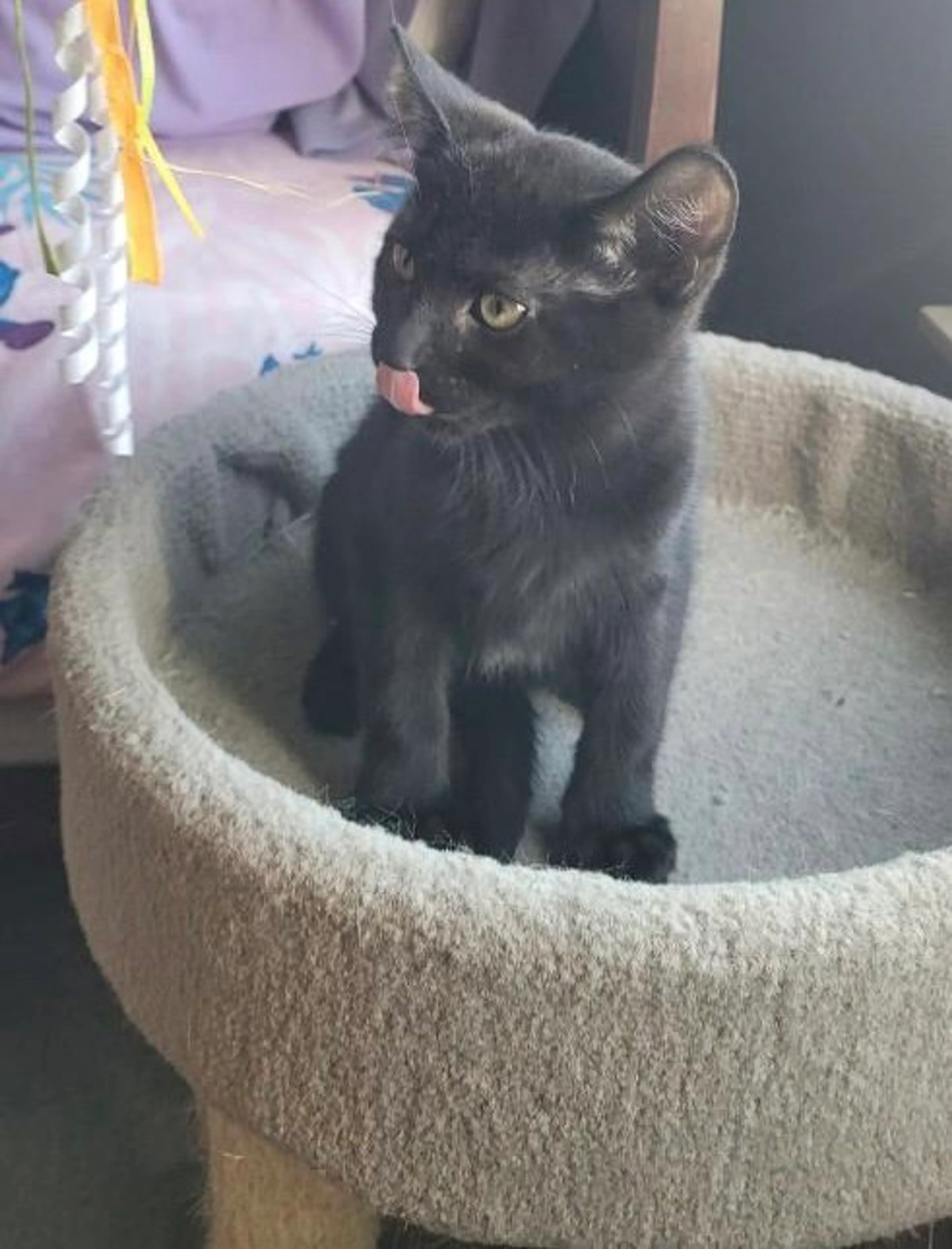 Found pet-0