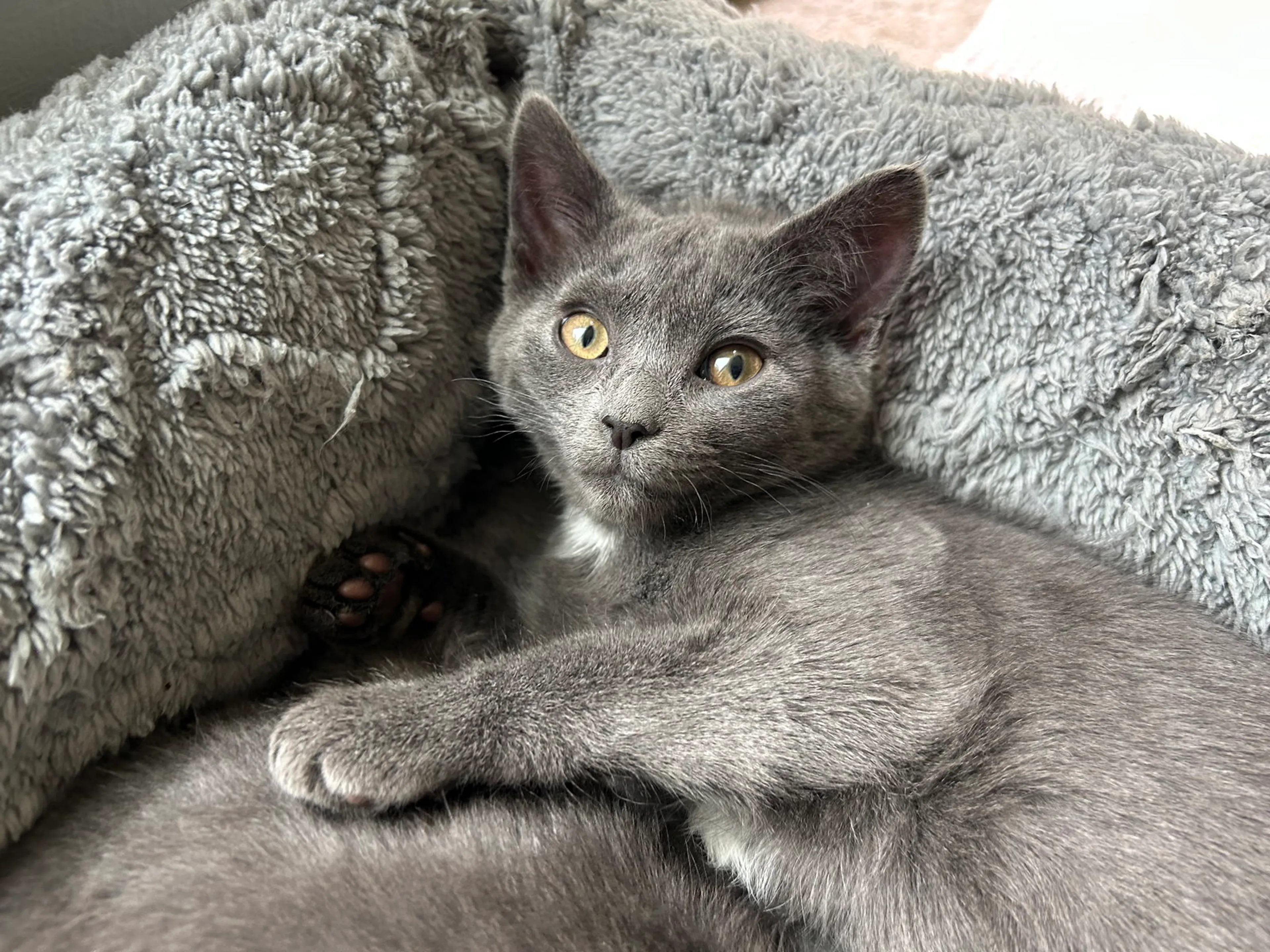 Found pet-0