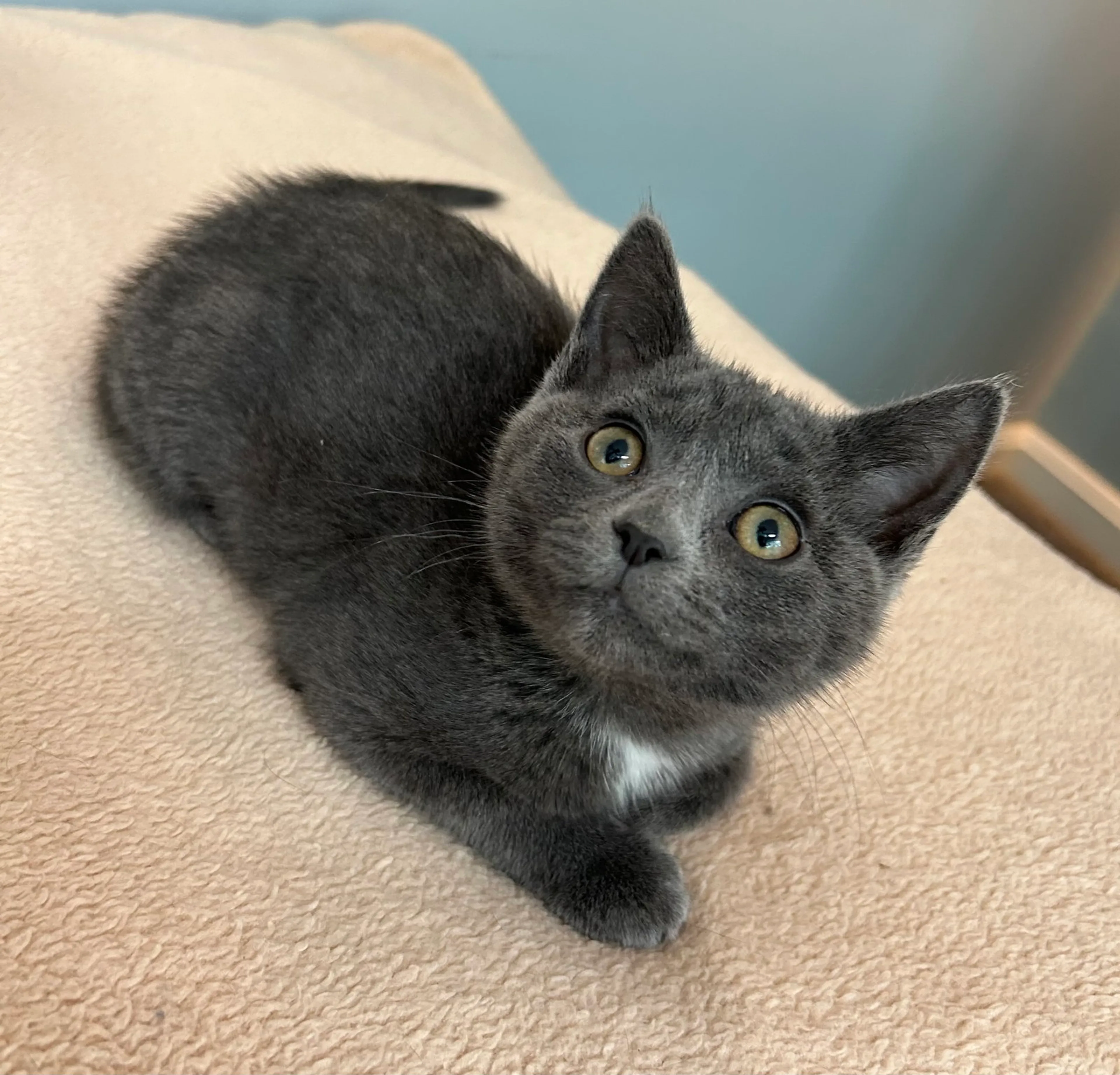 Found pet-1