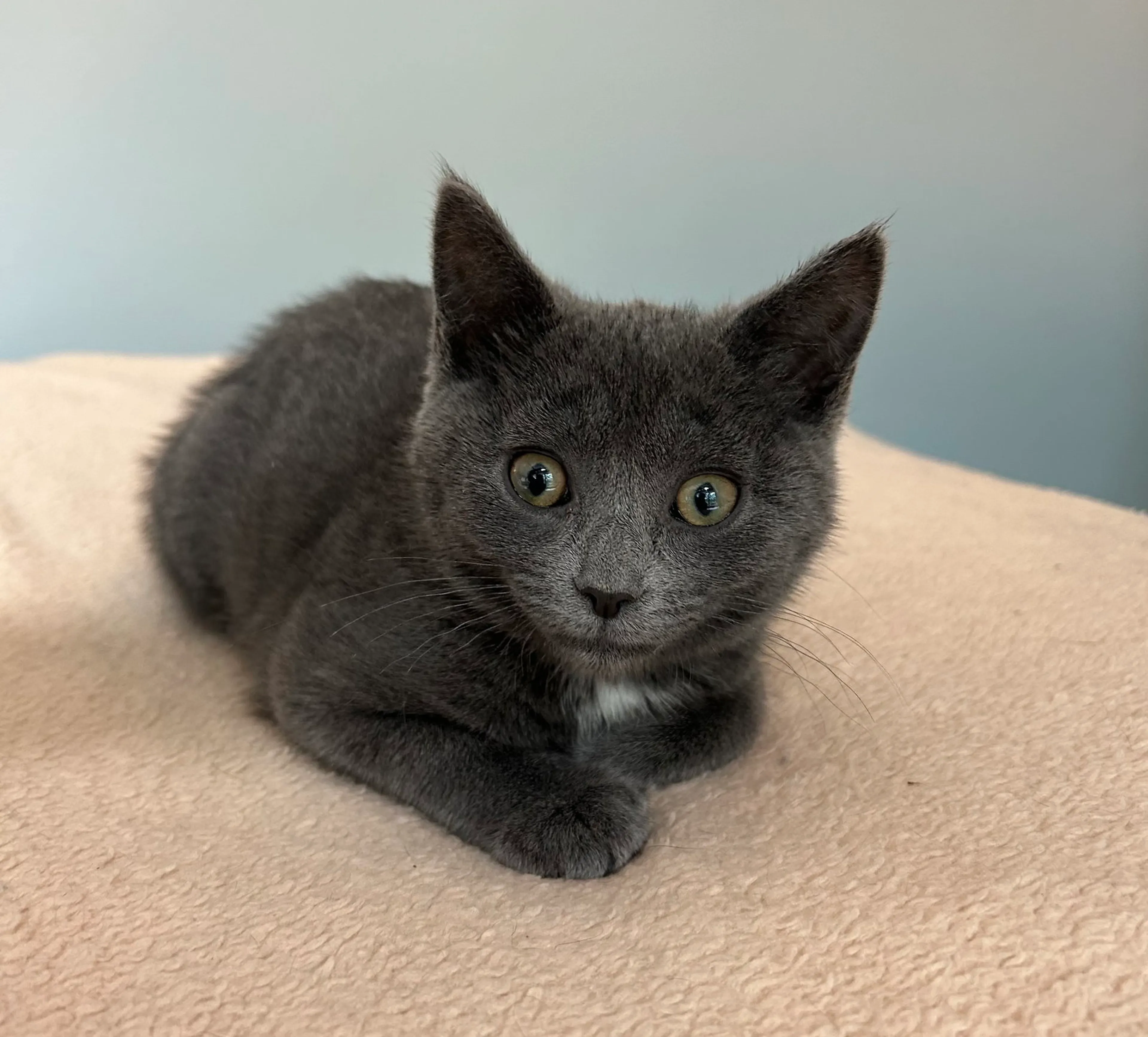 Found pet-2