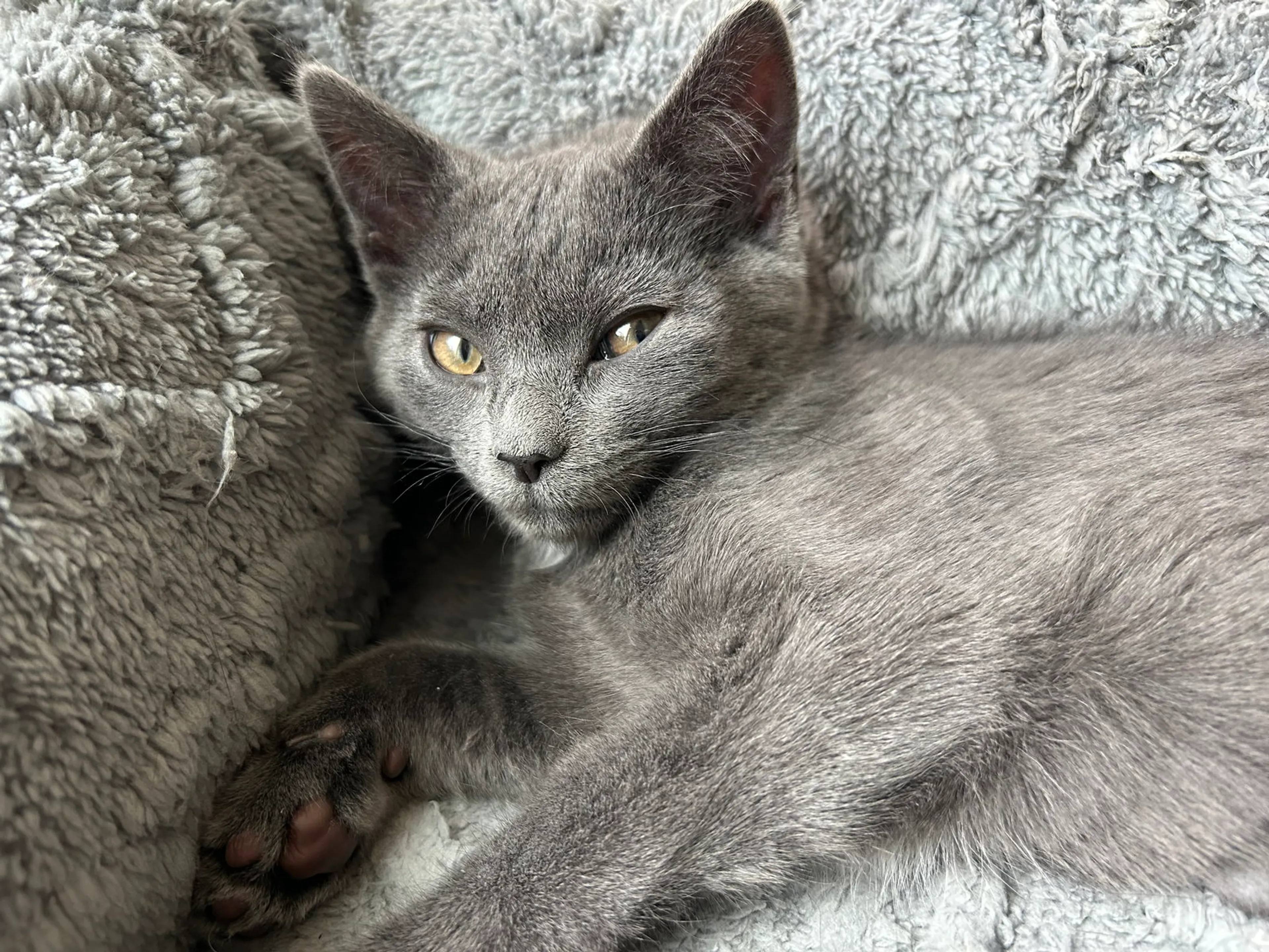 Found pet-3