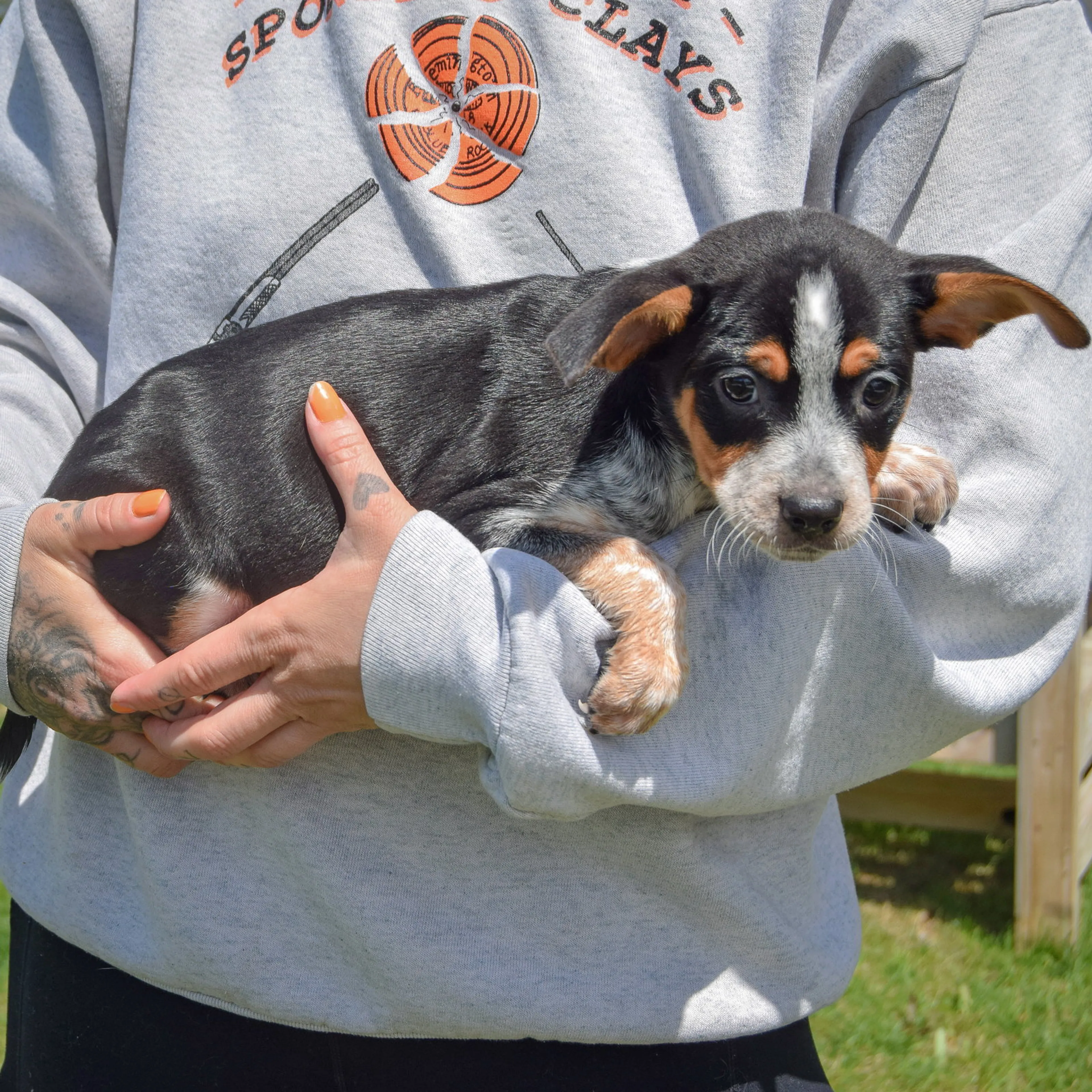Found pet-1