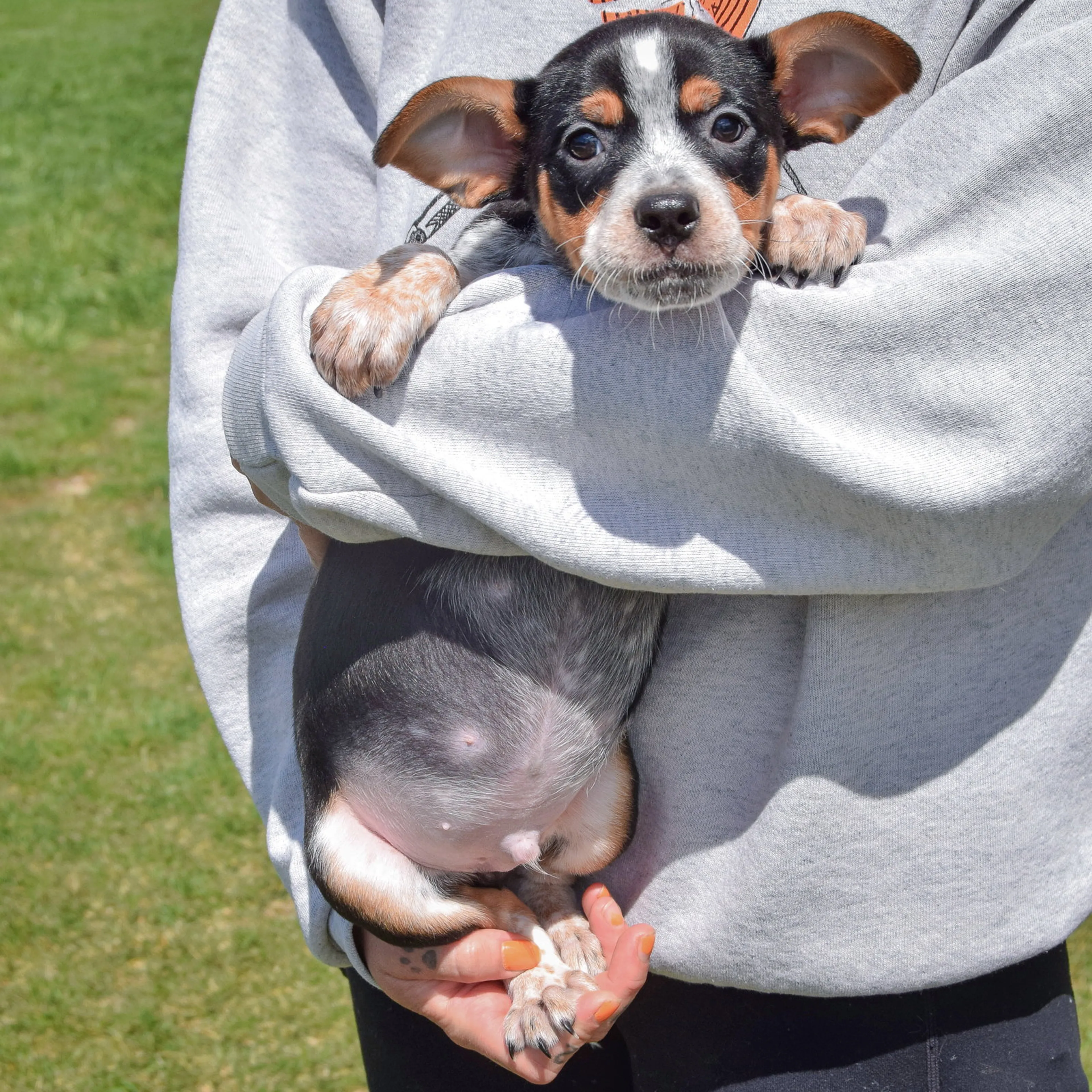 Found pet-3