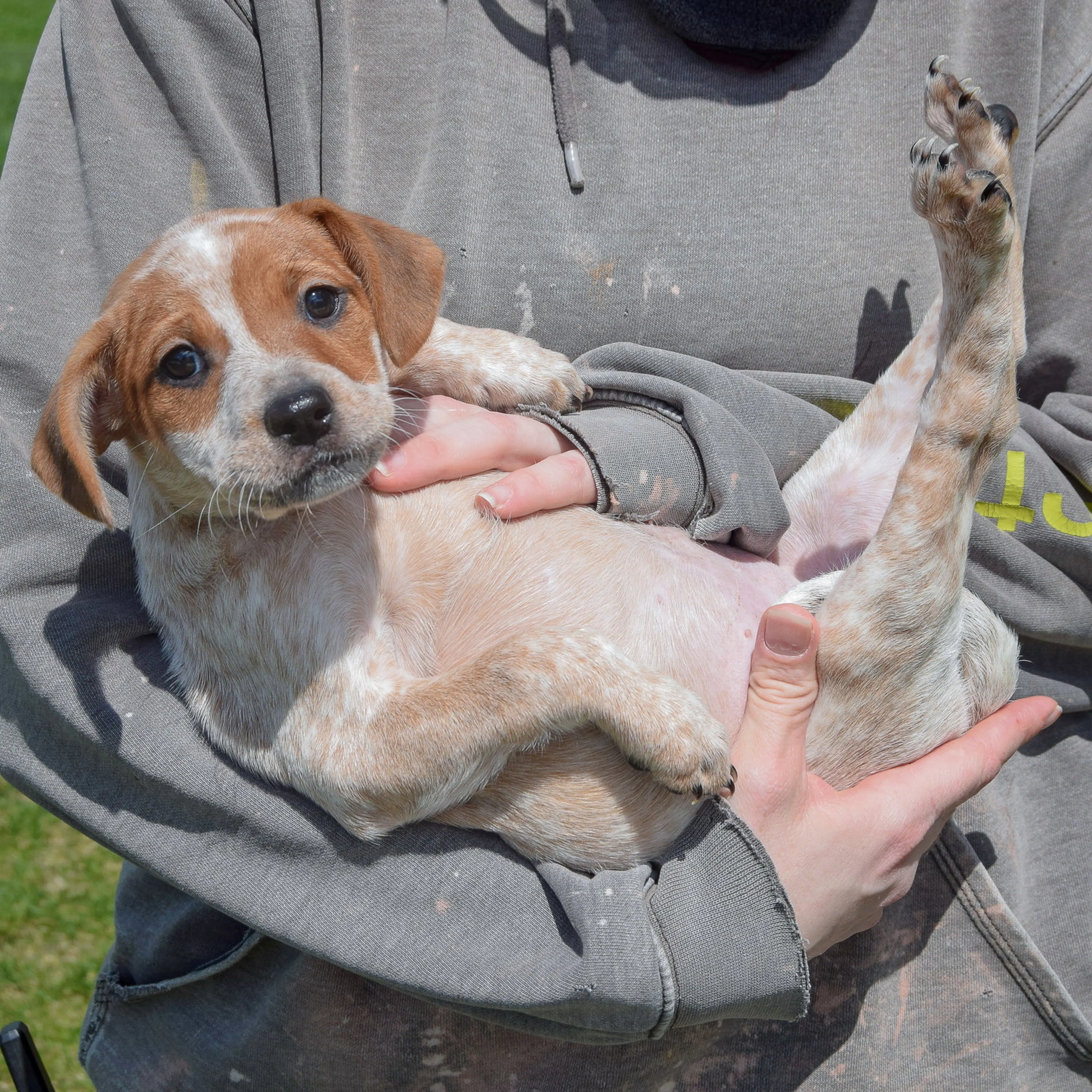 Found pet-4
